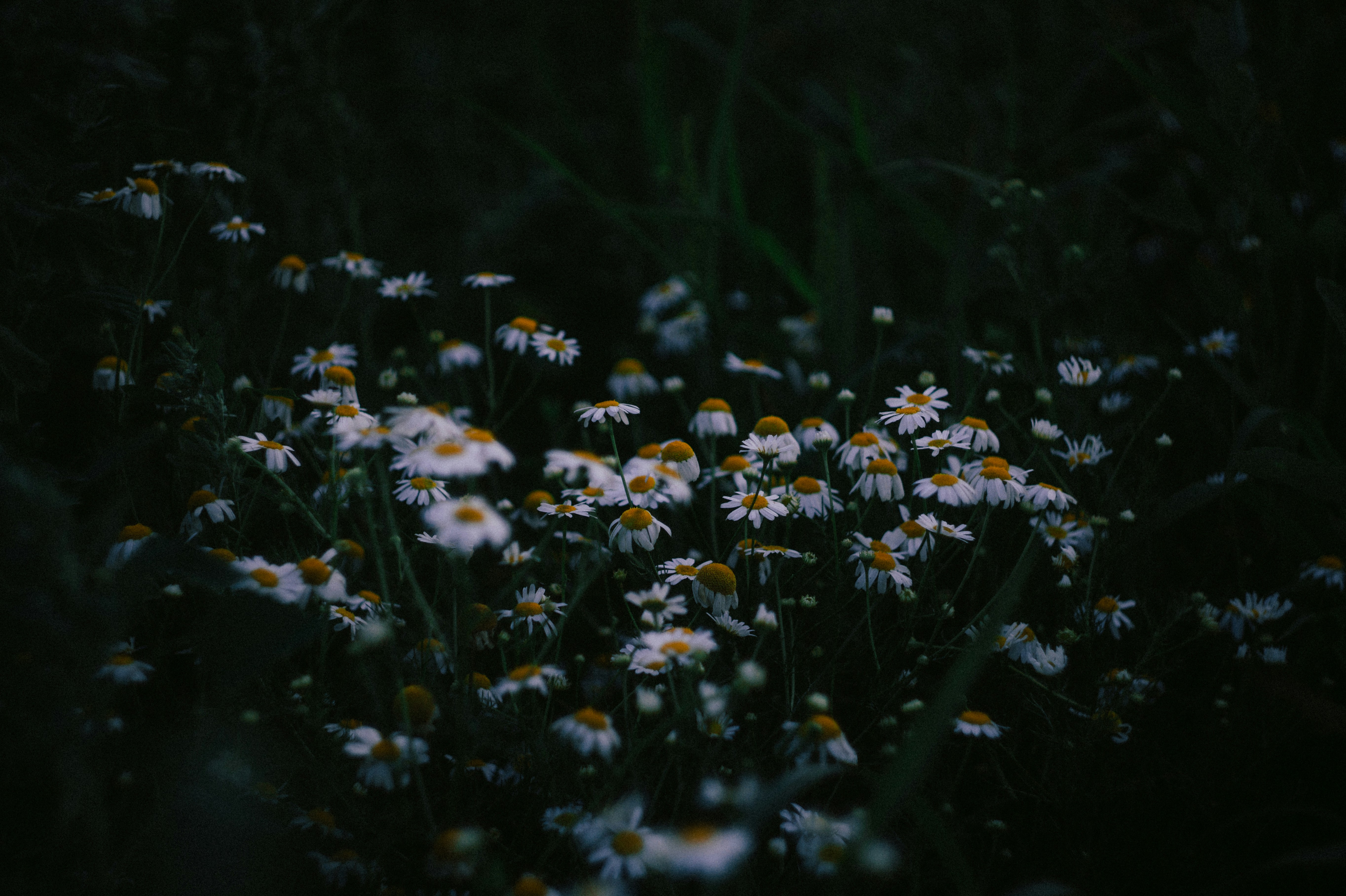 Un campo de margaritas en la oscuridad. foto – Imagen de Flores gratuita en  Unsplash, image size:3000x1997