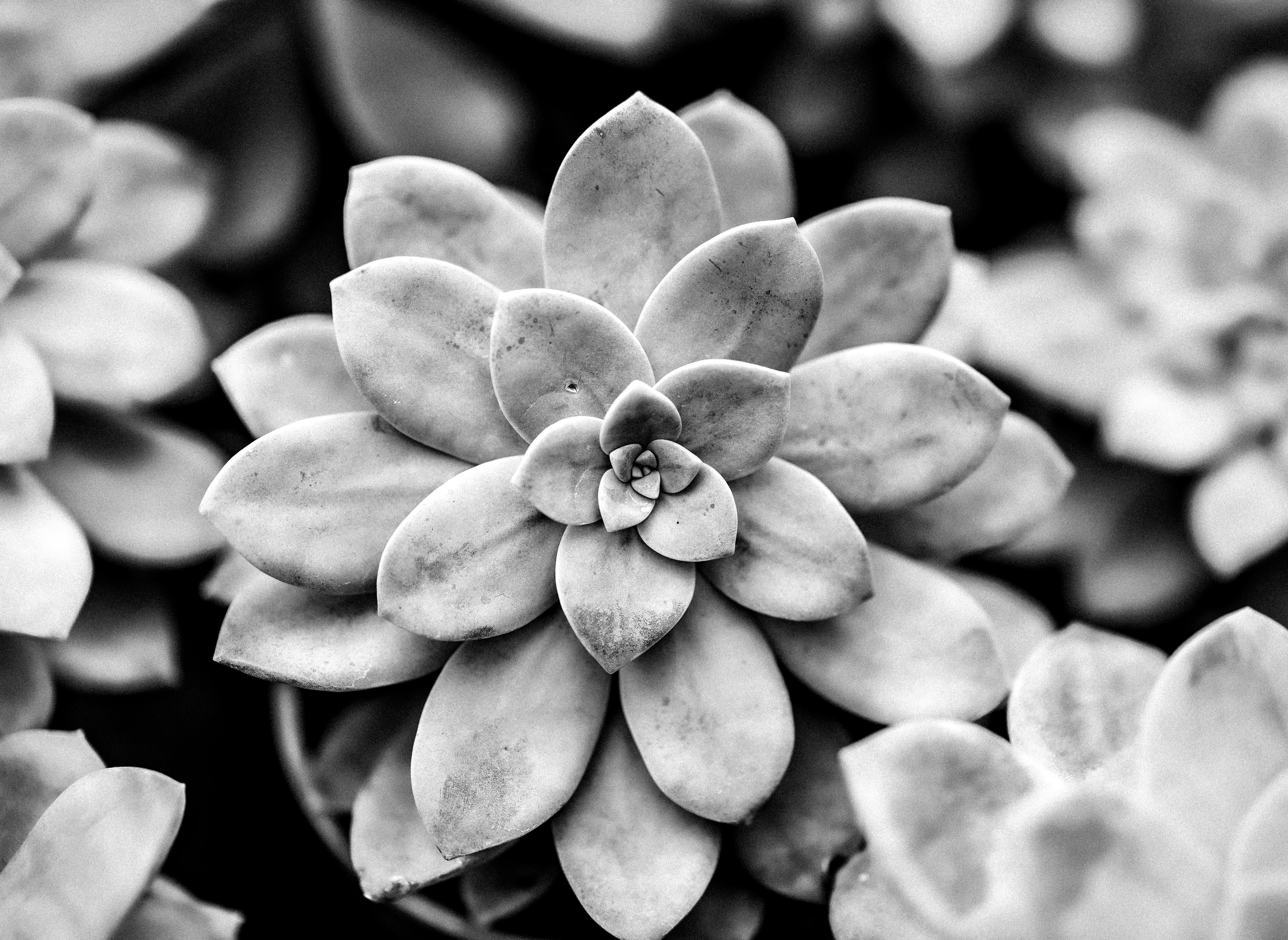Succulents in black and white, closely arranged.