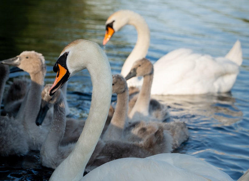 Romantic swans in blue waters