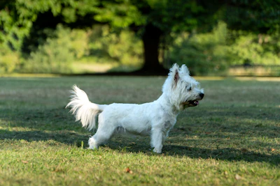 A white dog stands in a grassy field.