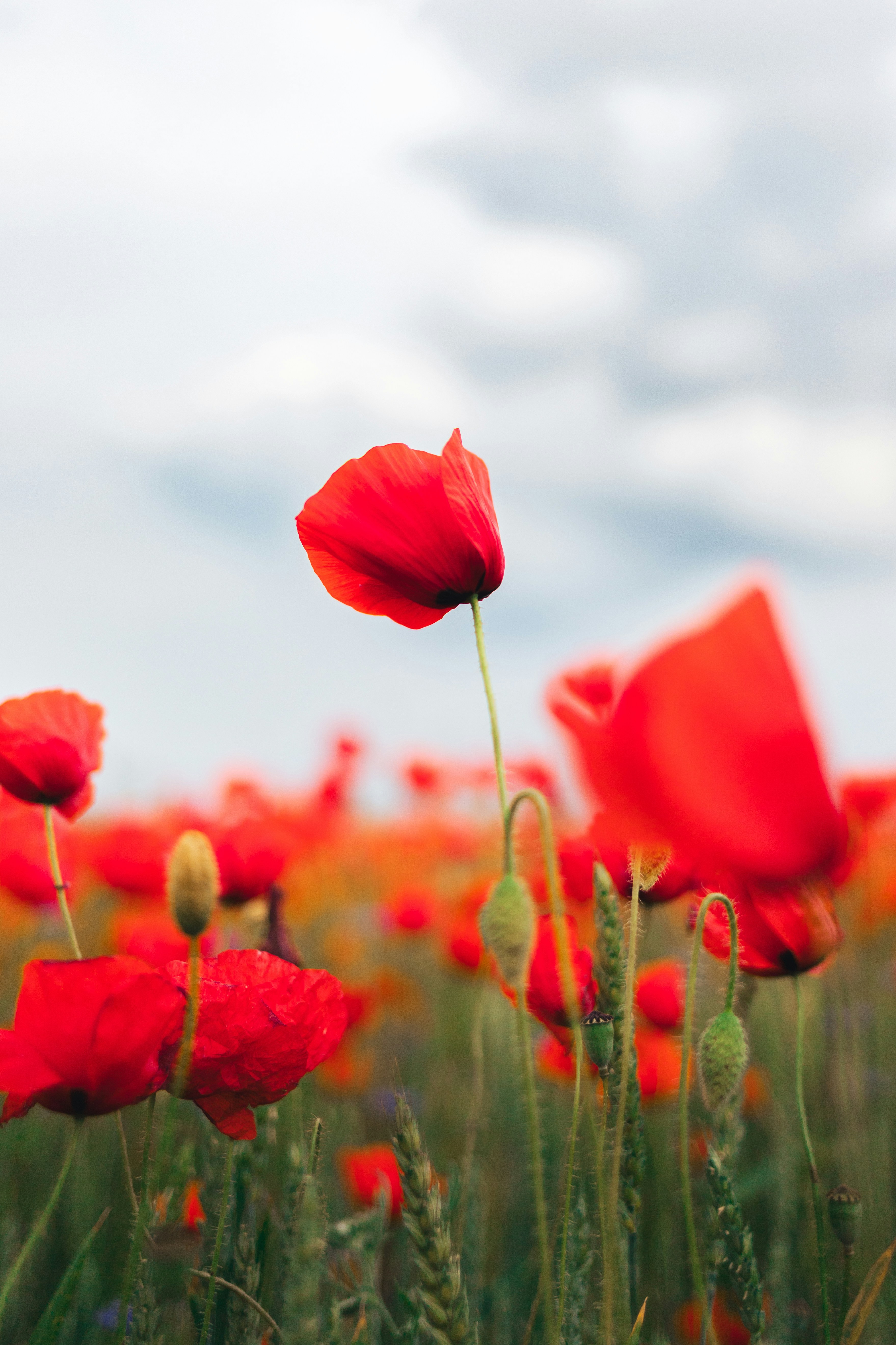 Red poppies bloom in a vibrant, colorful field.