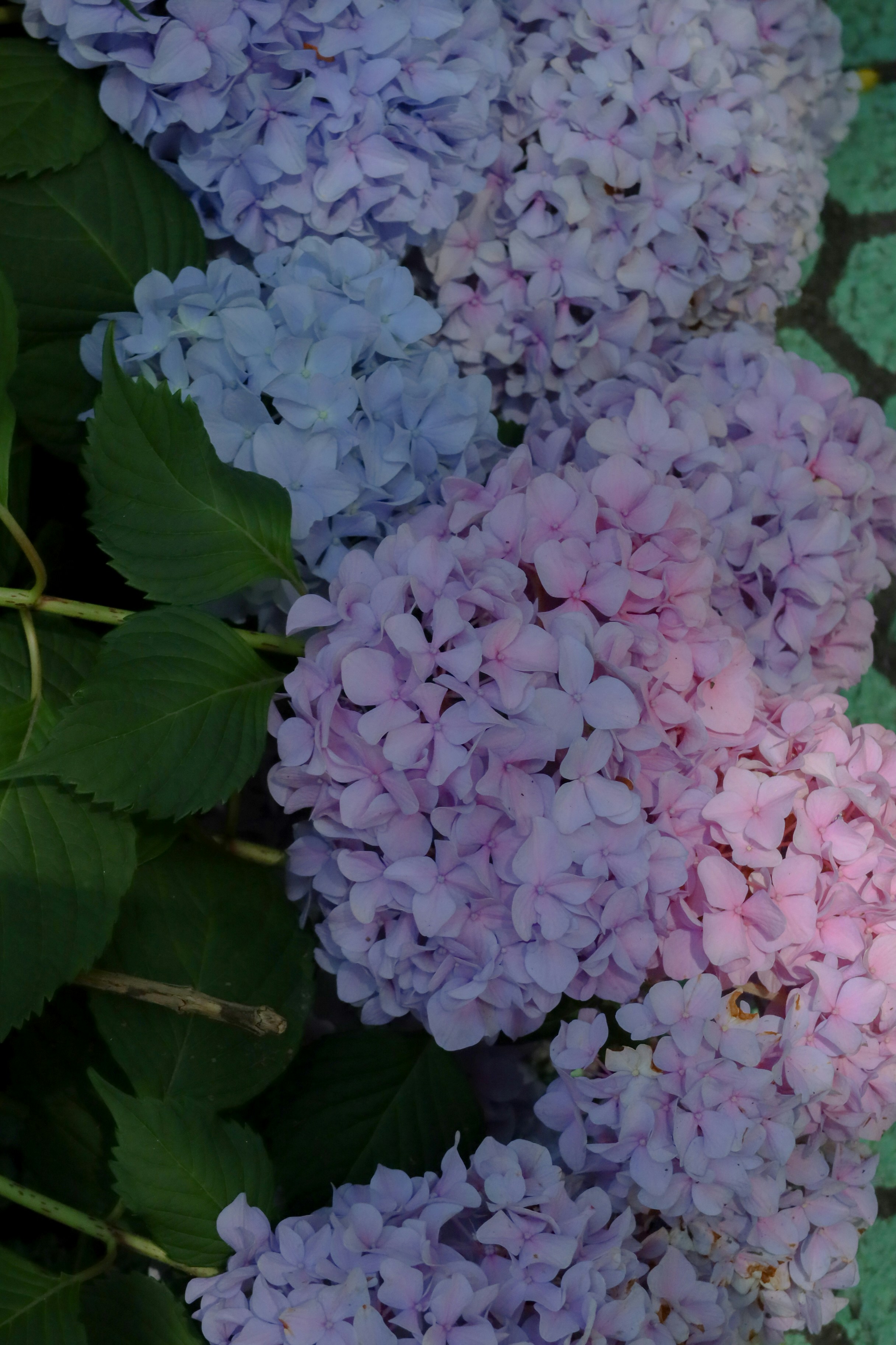 summer wallpaper flowers, wallpaper, Summer Crafts for Adults: Creative Ideas & Projects 6