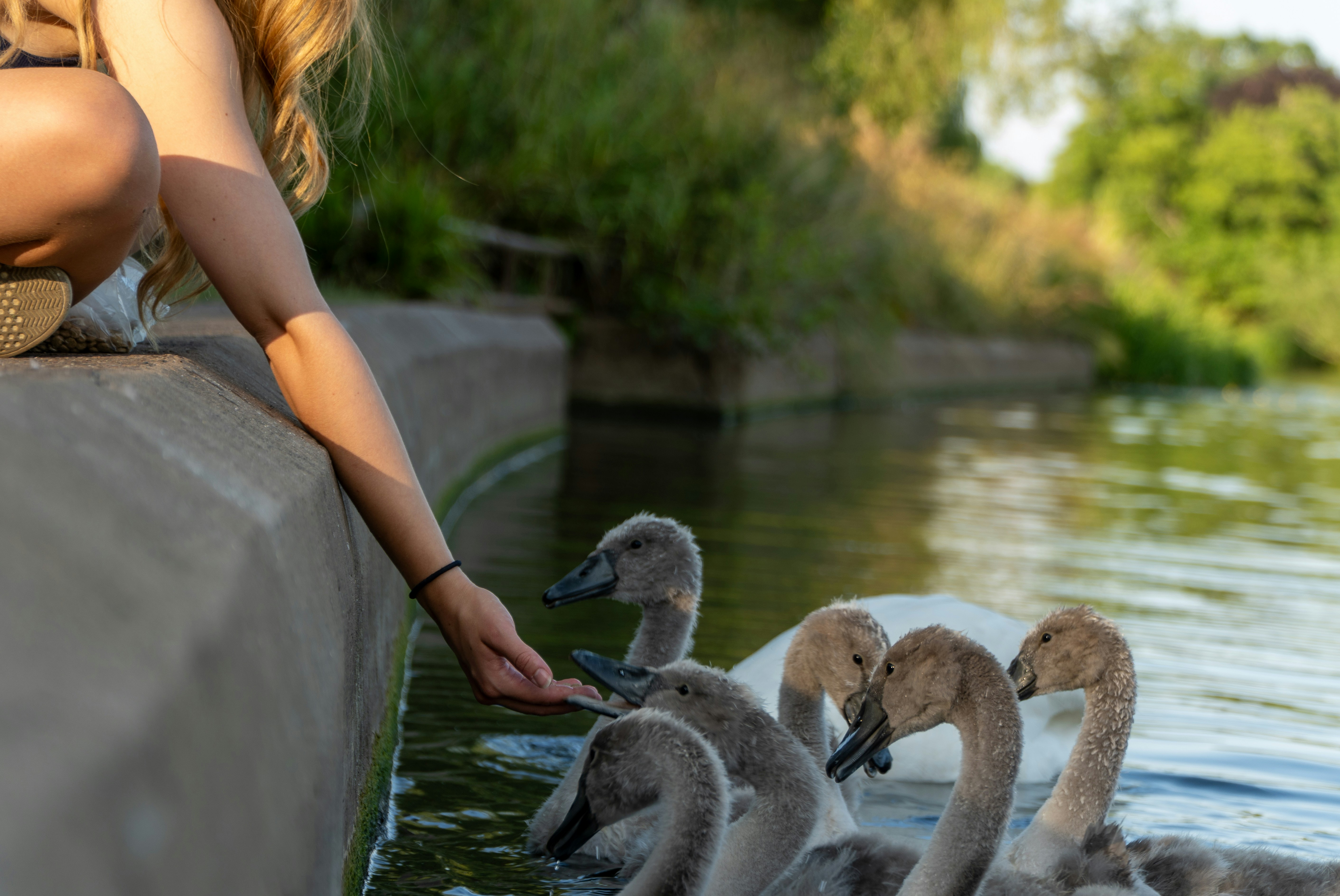 Woman feeding swans