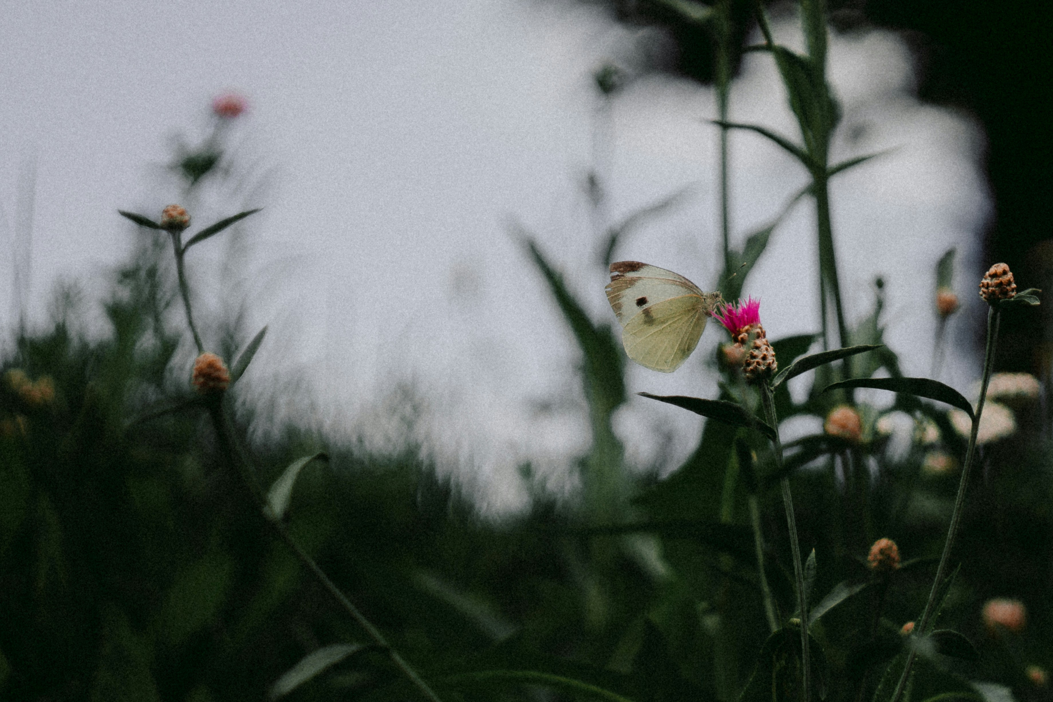 Photo by leksyandrow