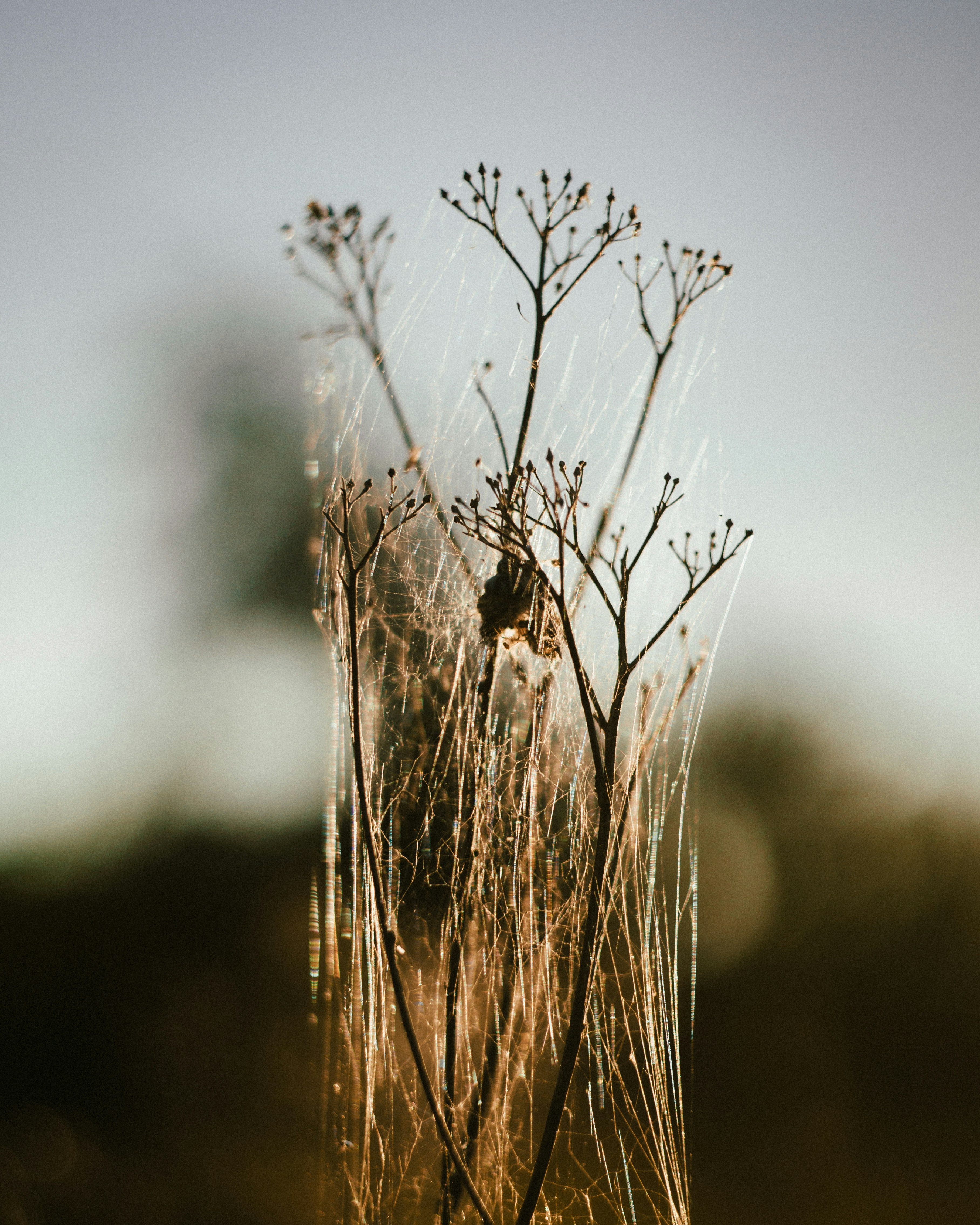 Delicate plant stems covered in spiderwebs.