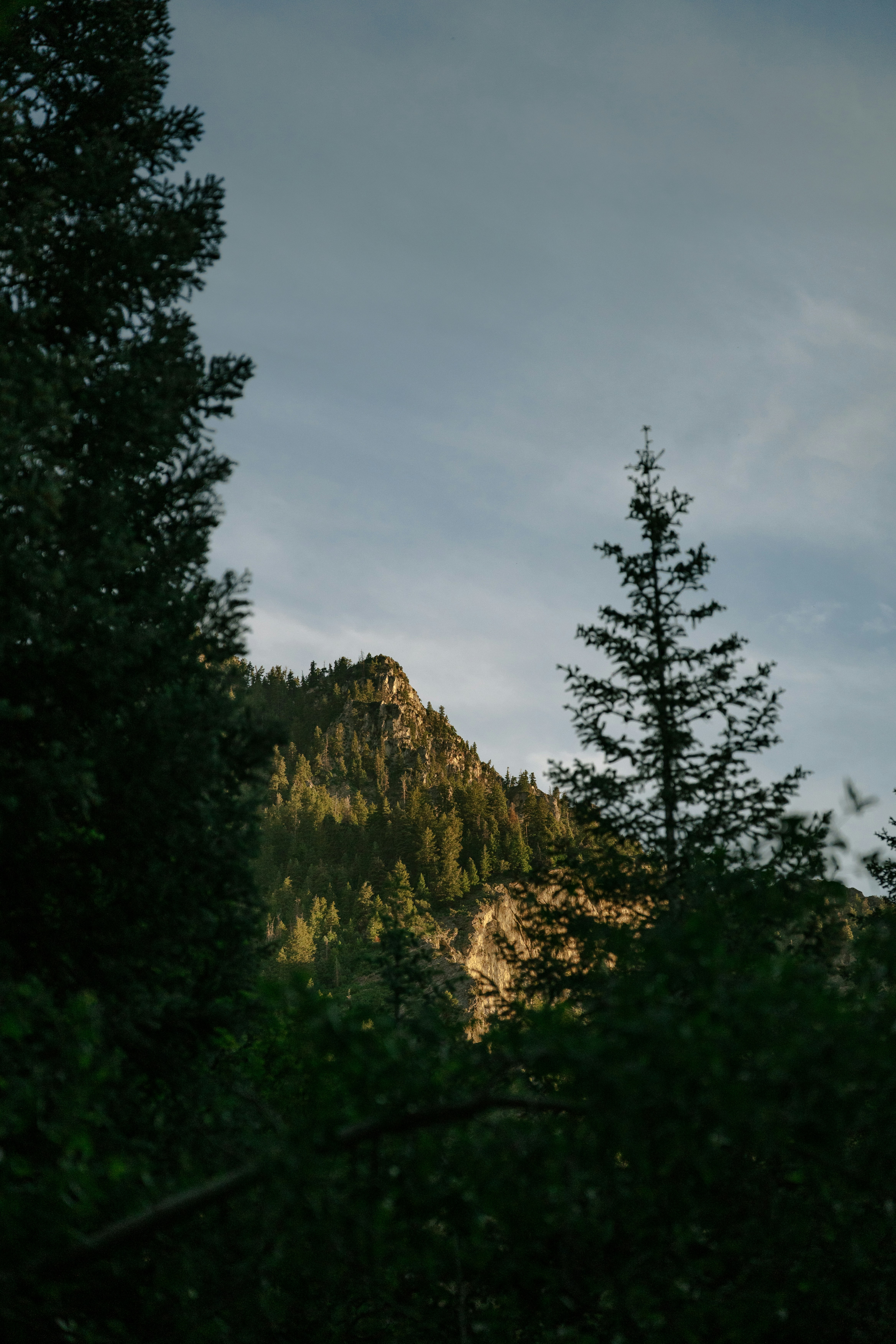 Trees frame a mountain against a blue sky.