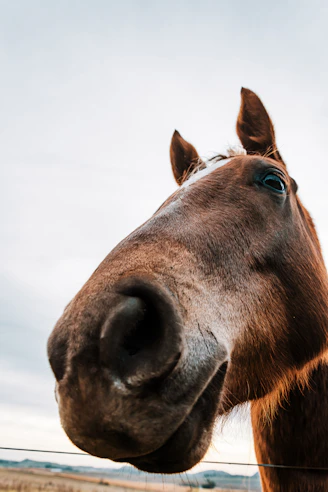 A brown horse gazes directly into the camera