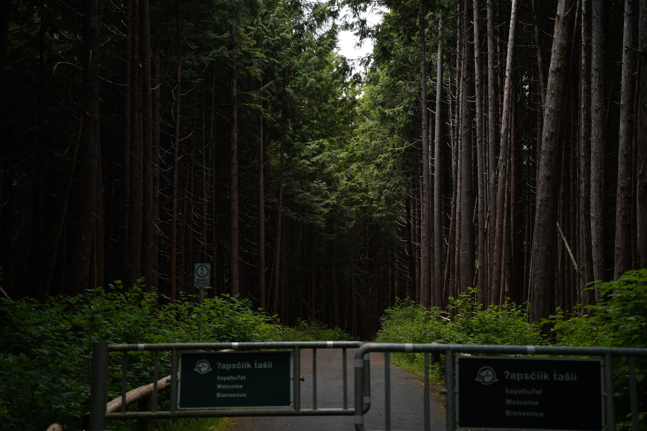 Dense old-growth forest on Vancouver Island, British Columbia