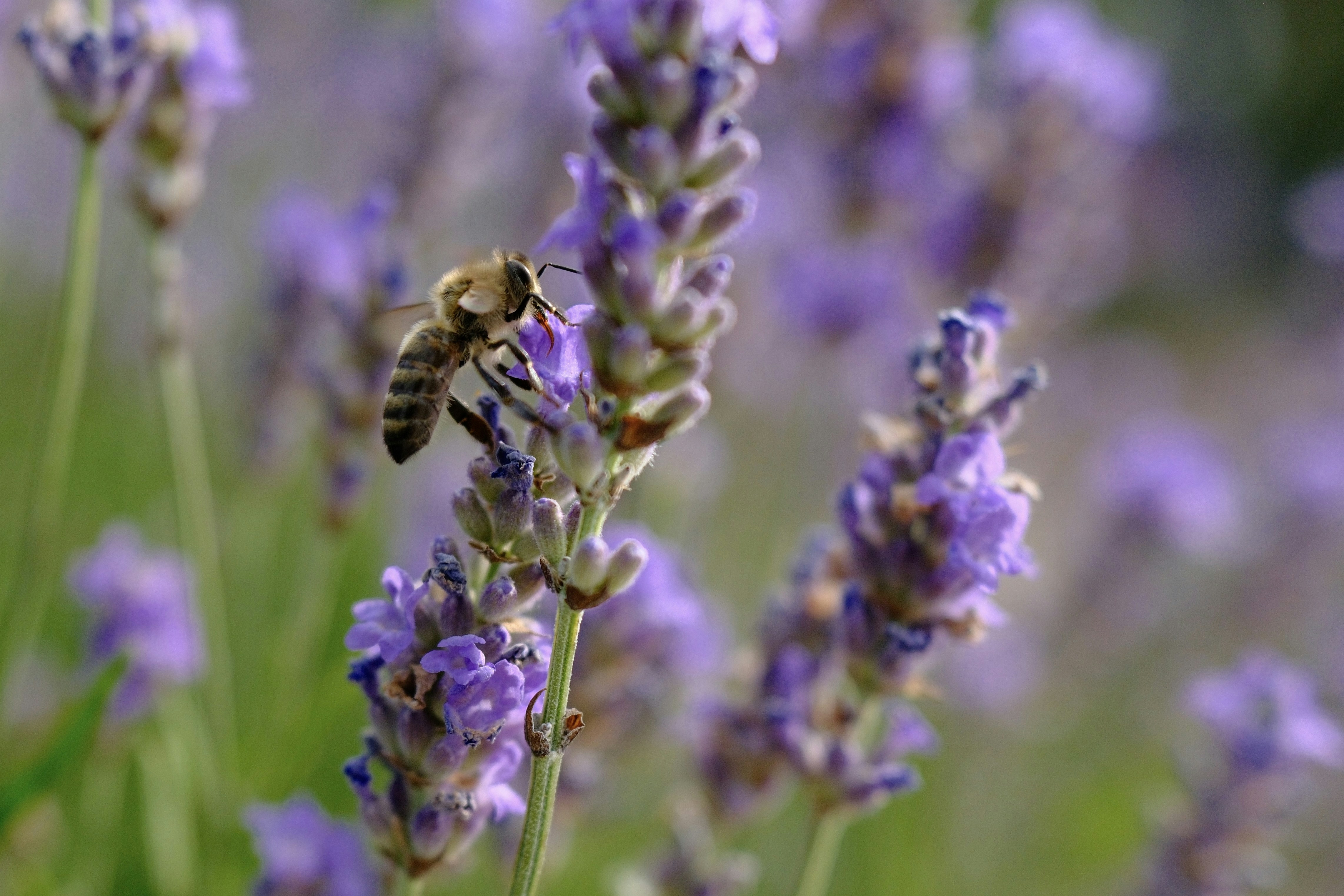 Photo by mrparalloid