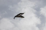 envol oiseau résilience page trauma laetitia marchais thérapeute nîmes