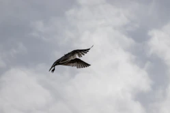 envol oiseau résilience page trauma laetitia marchais thérapeute nîmes