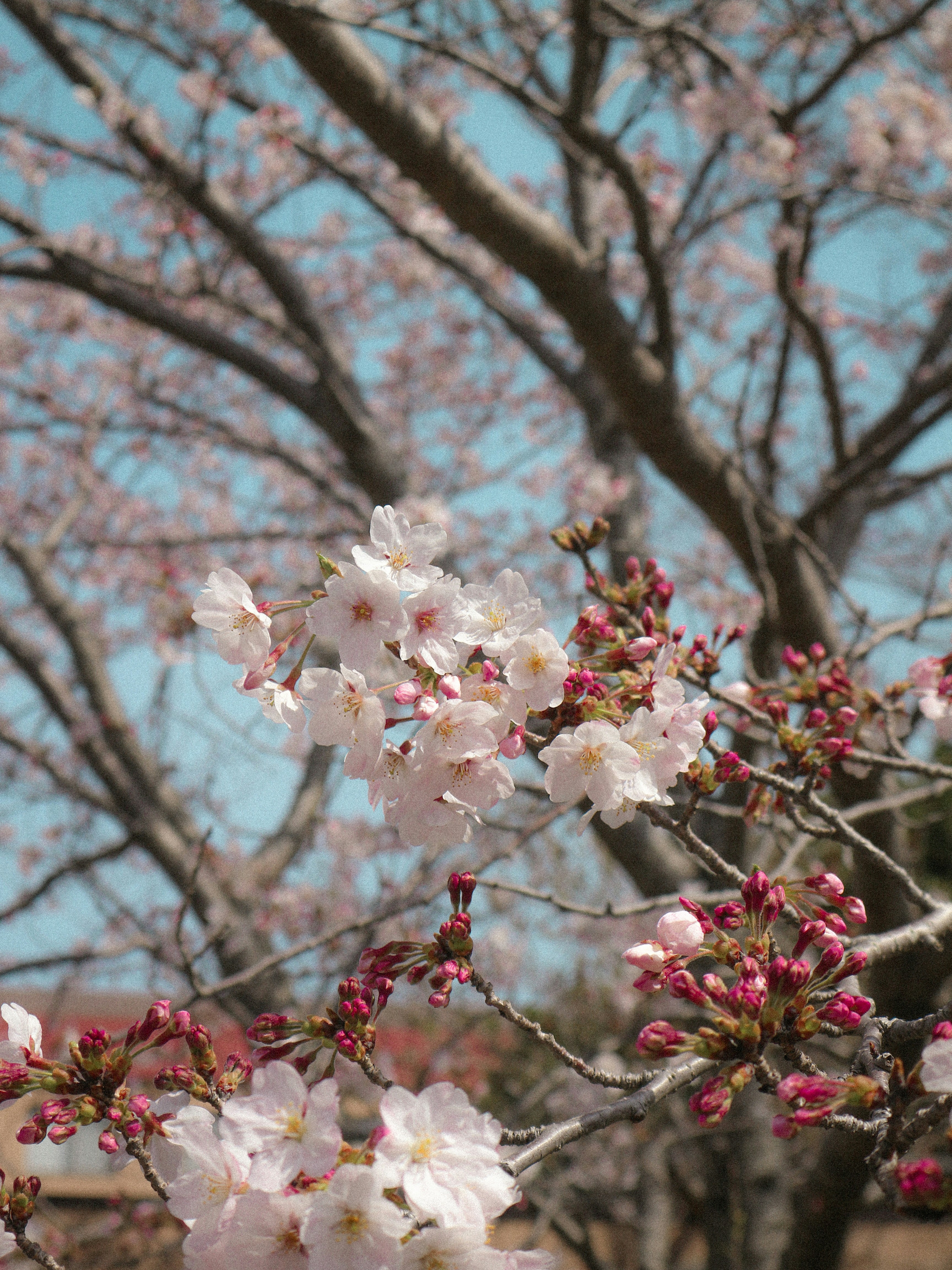 Photo by koingz