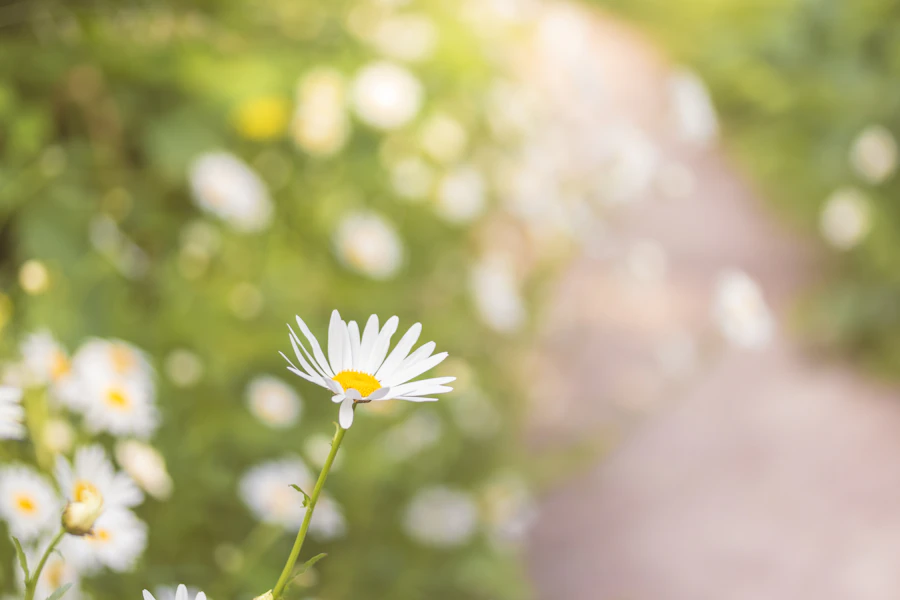 Daisy amidst a field of white flowers and a path.