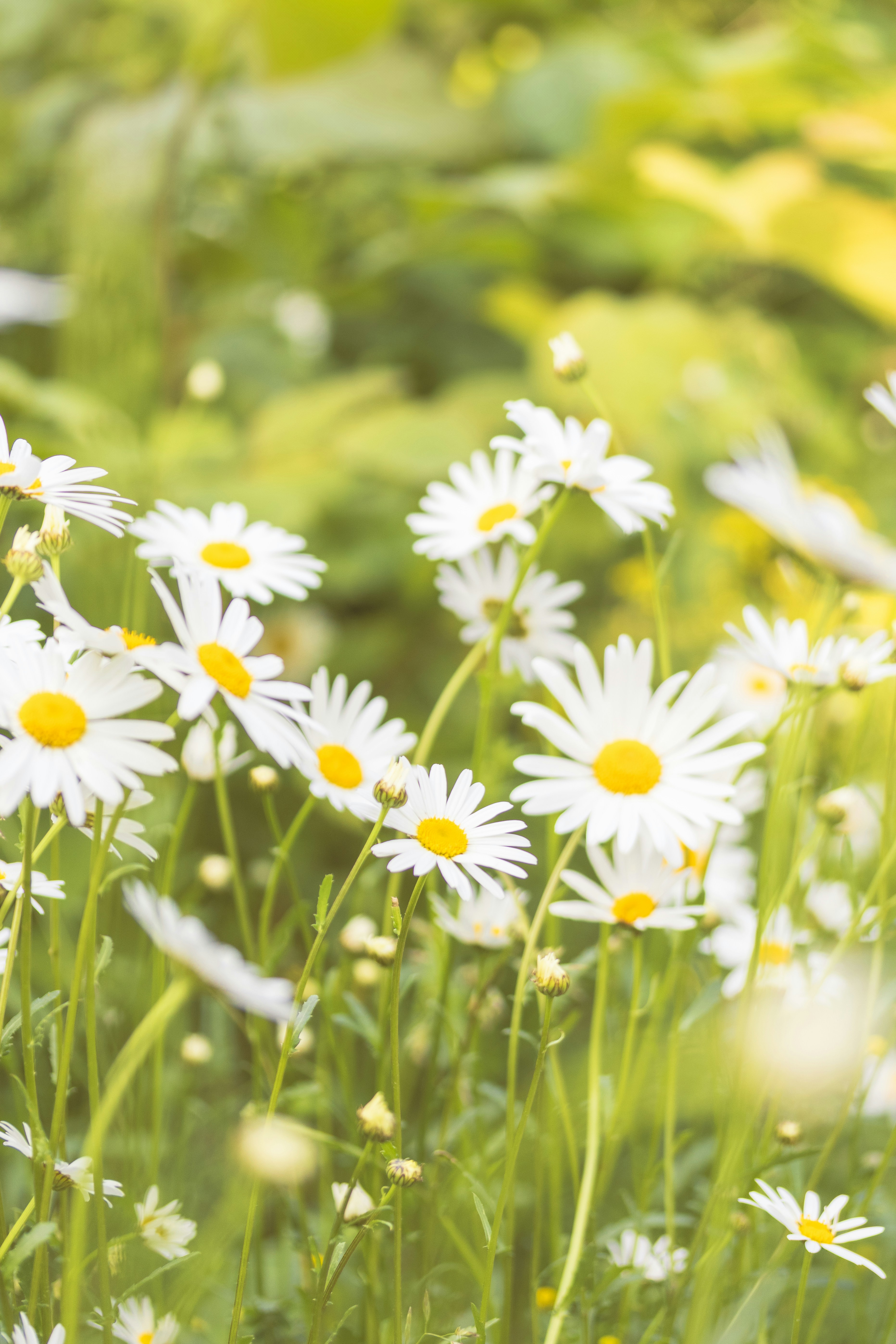 Photo by raedkasrawani