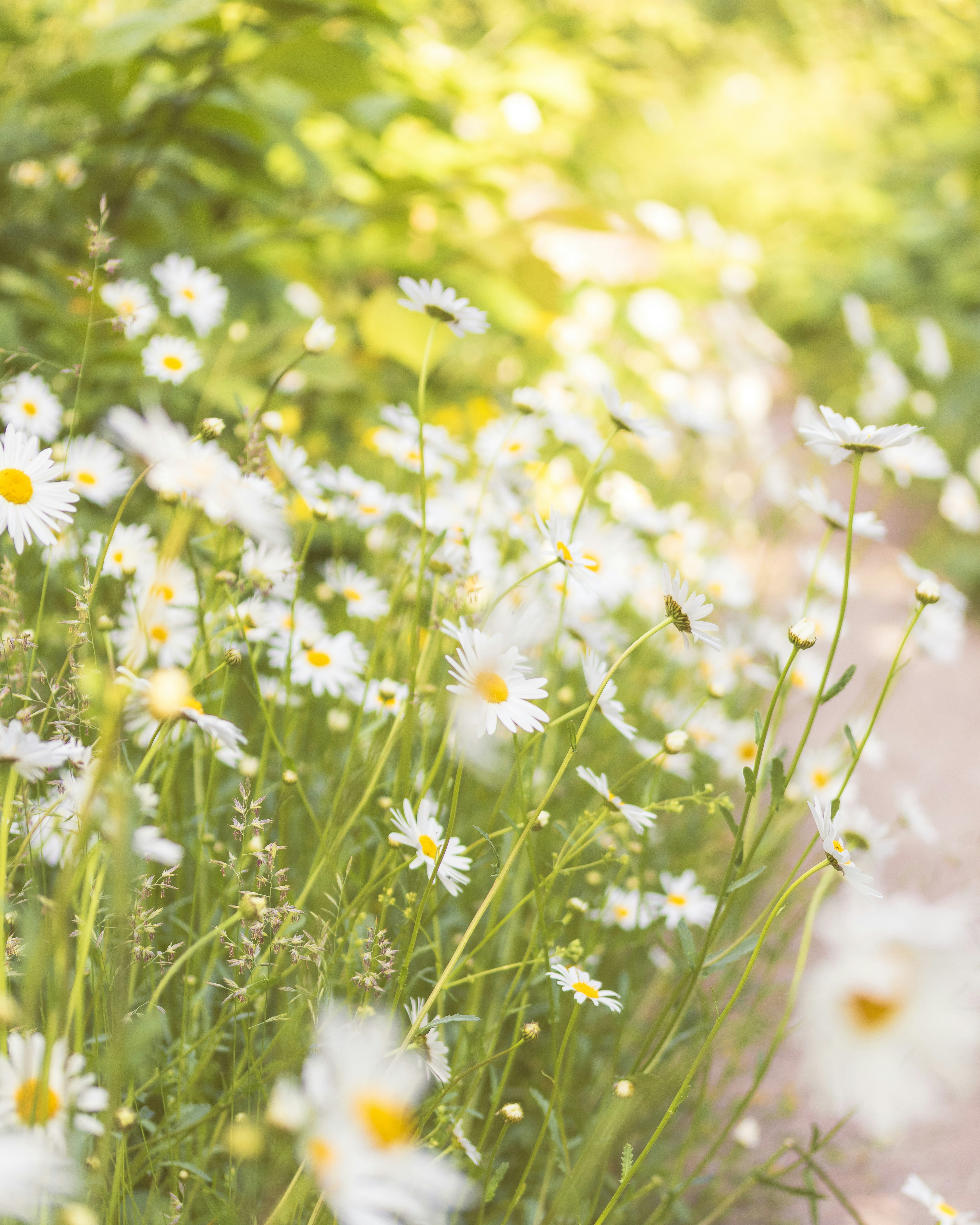 Photo by raedkasrawani