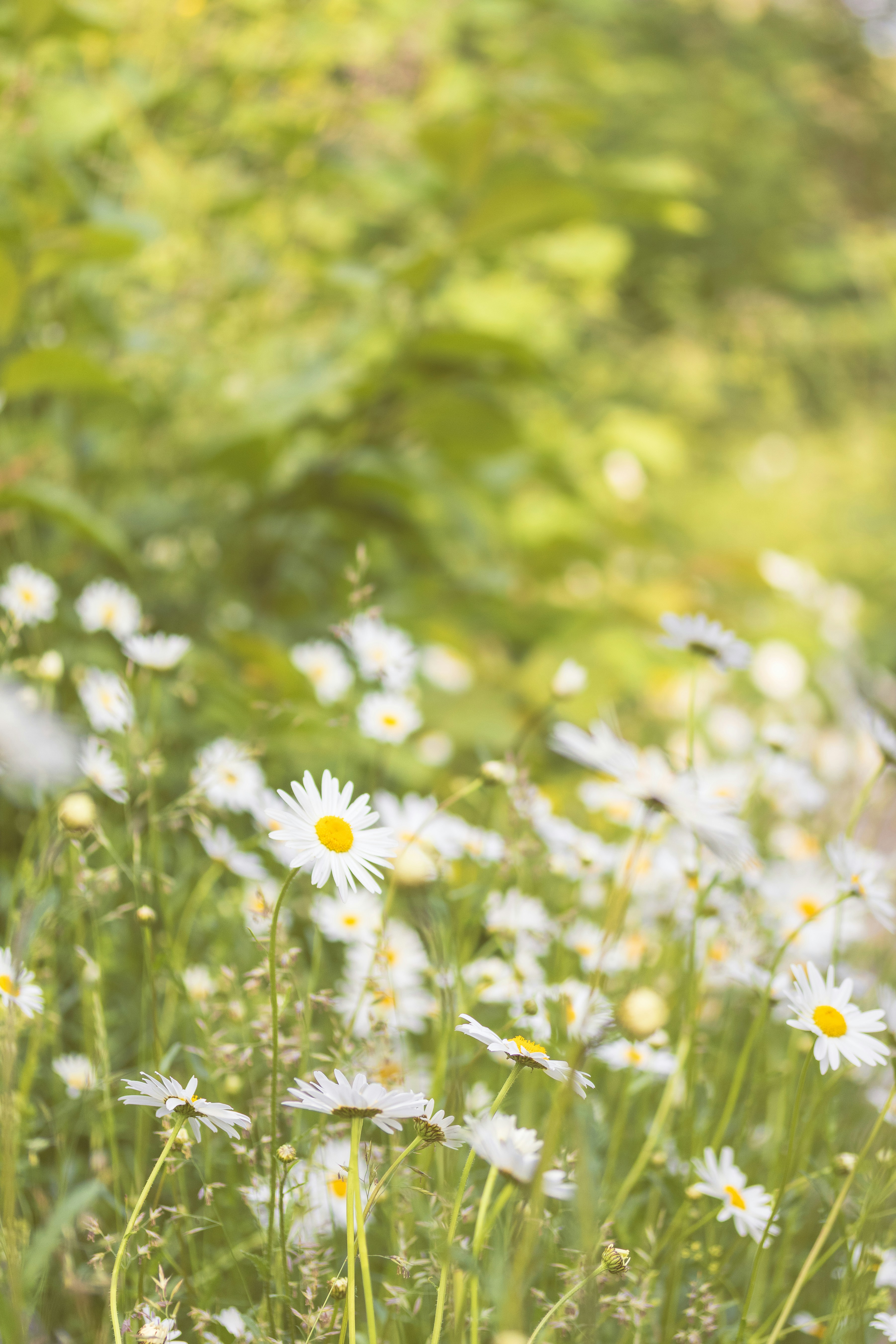 Photo by raedkasrawani