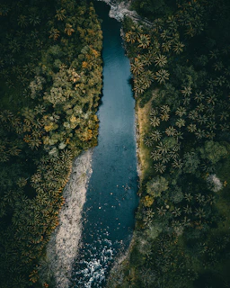 A winding river flows through lush, green forest.