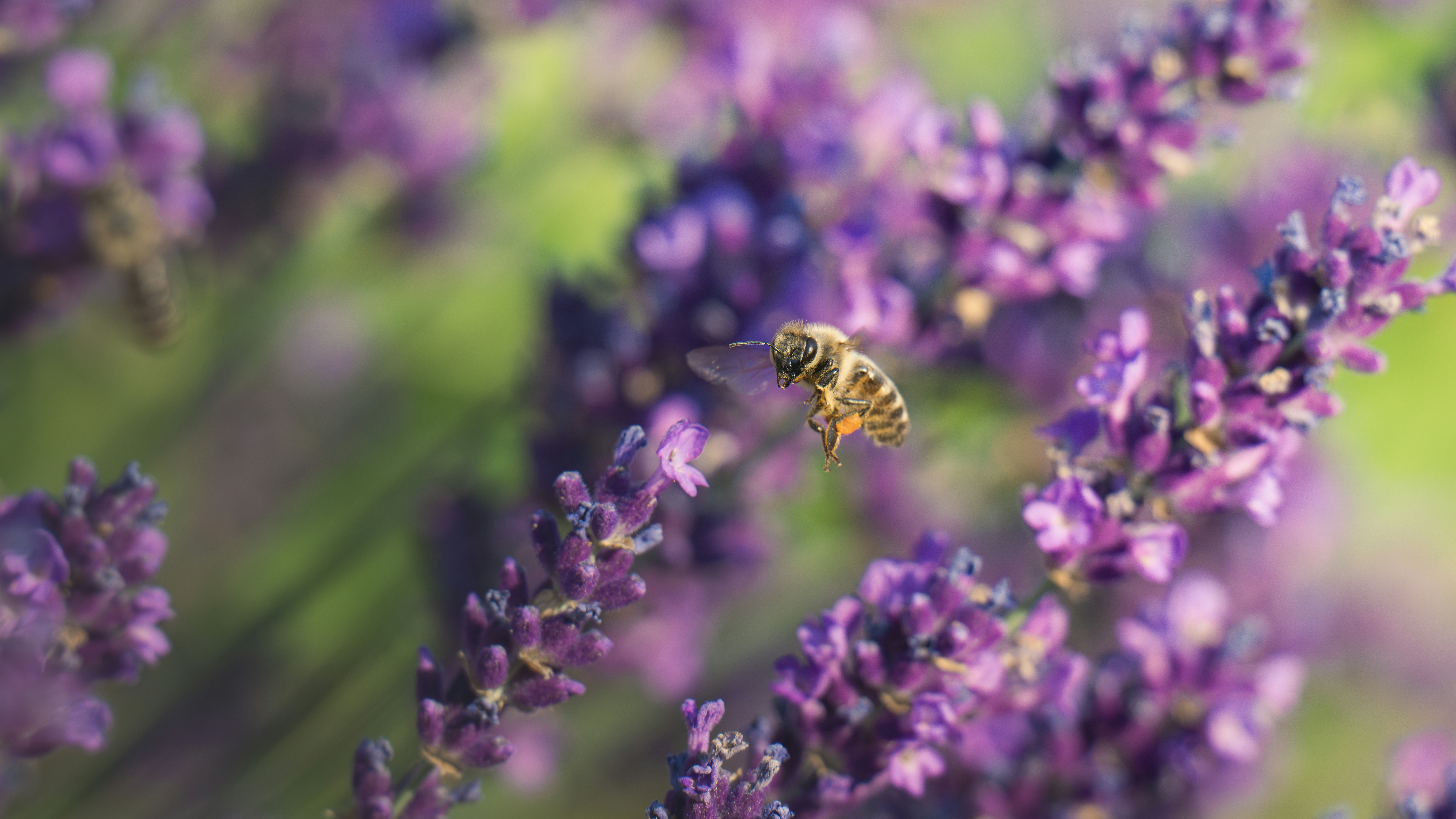 A bee hovers over beautiful lavender flowers. photo – Free Bee Image on  Unsplash, image size:3000x1687