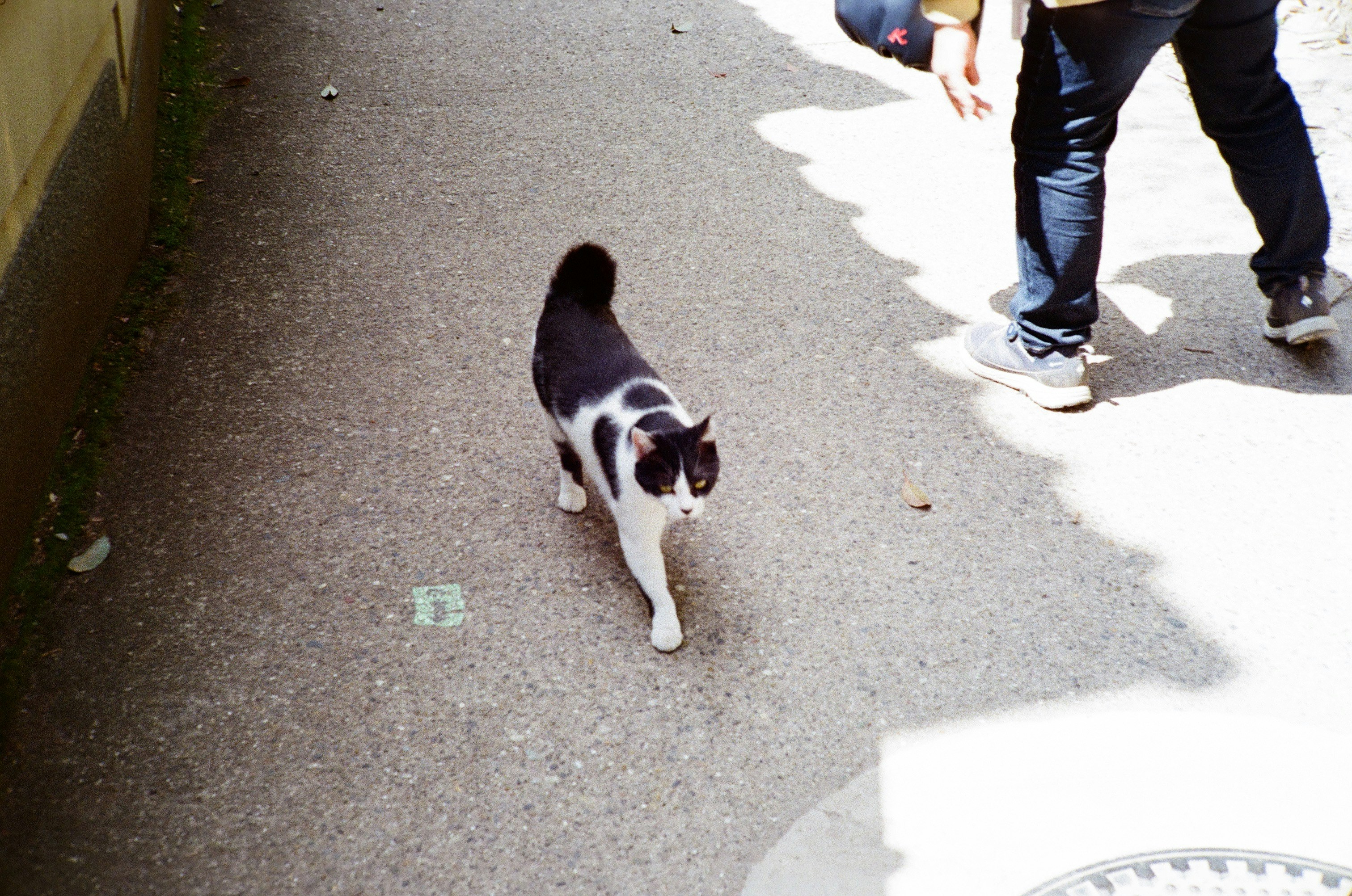 A black and white cat walks down the street.