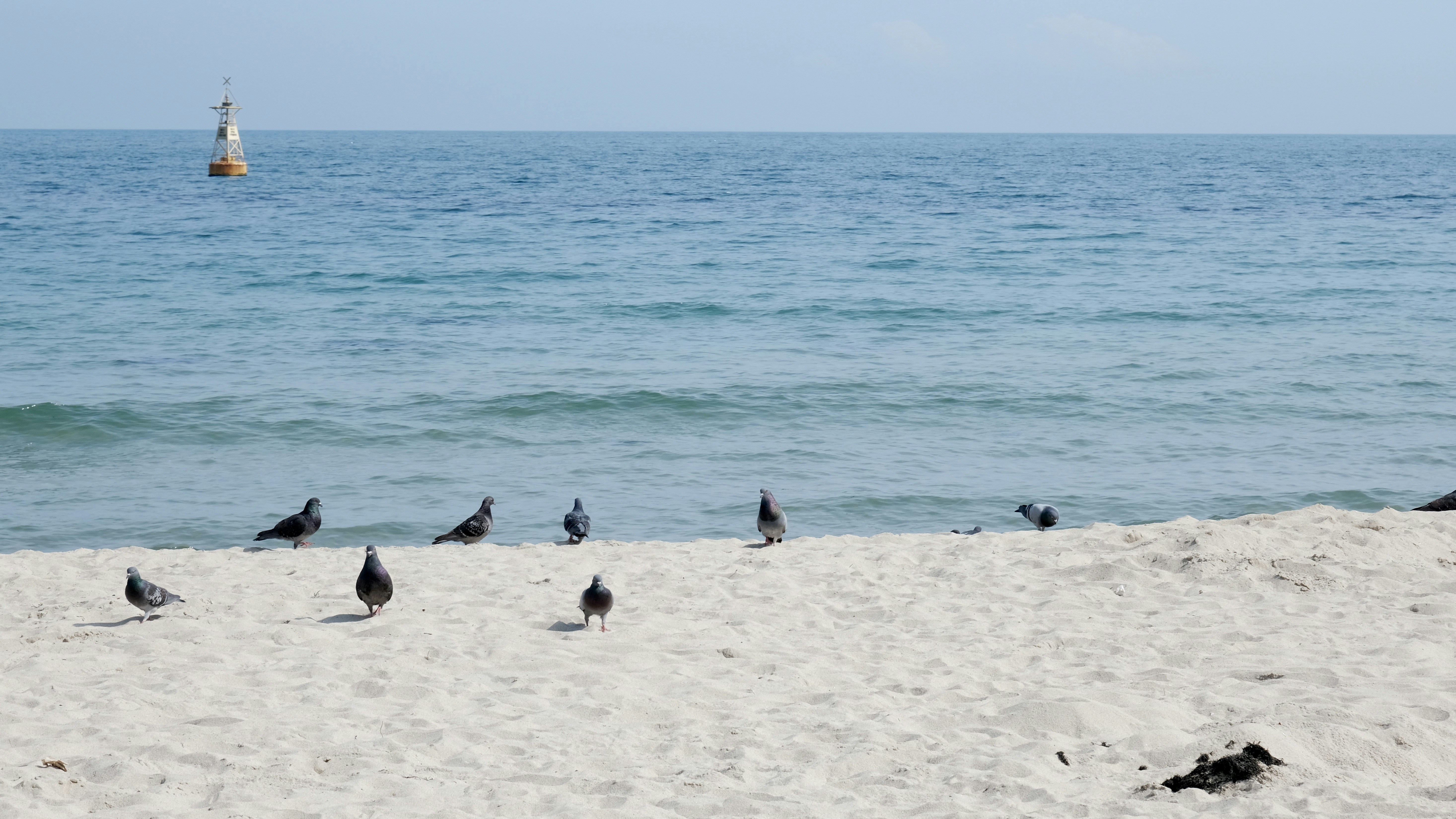 Pigeons are resting on a sandy beach by the ocean