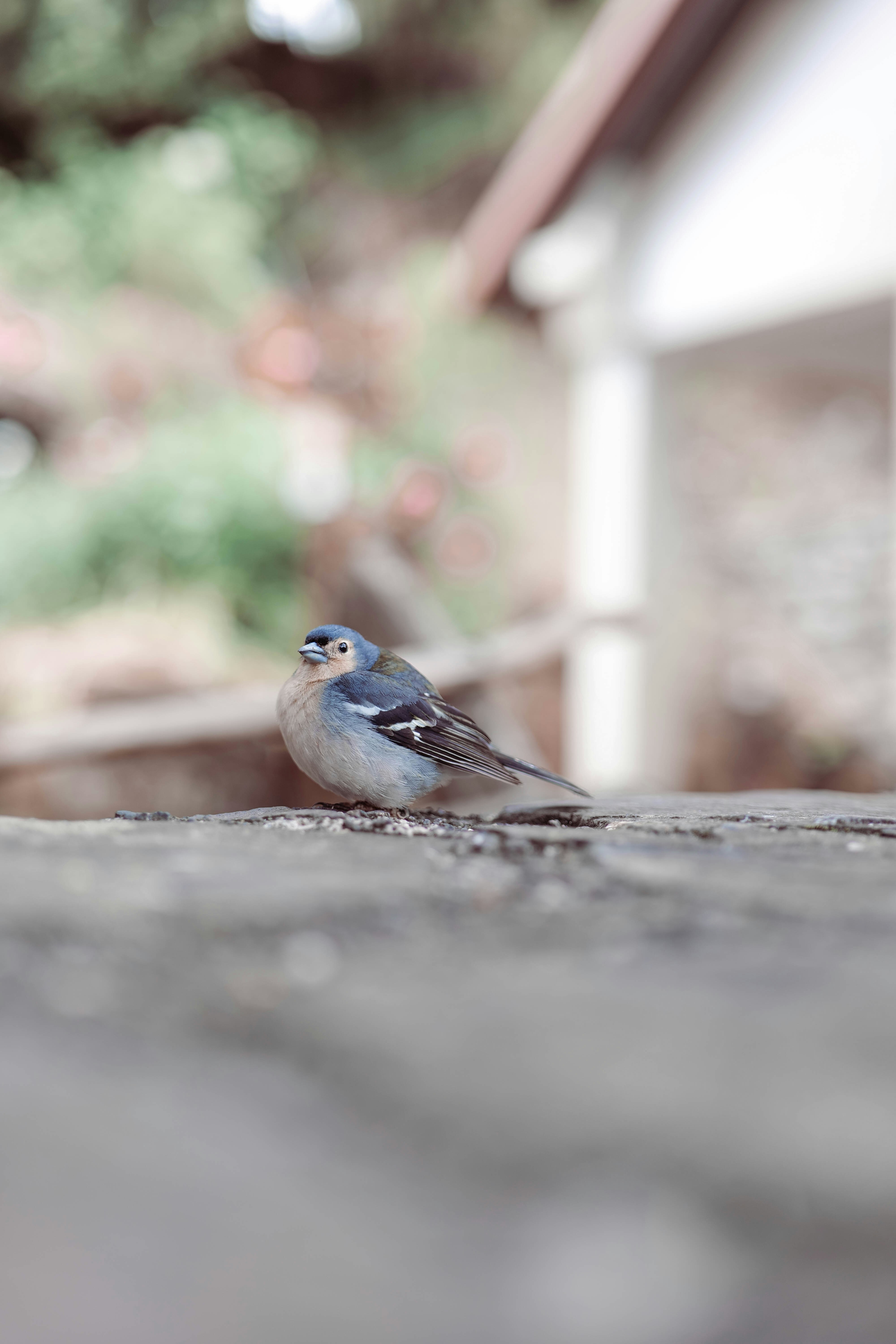 A little blue bird perches on a surface.
