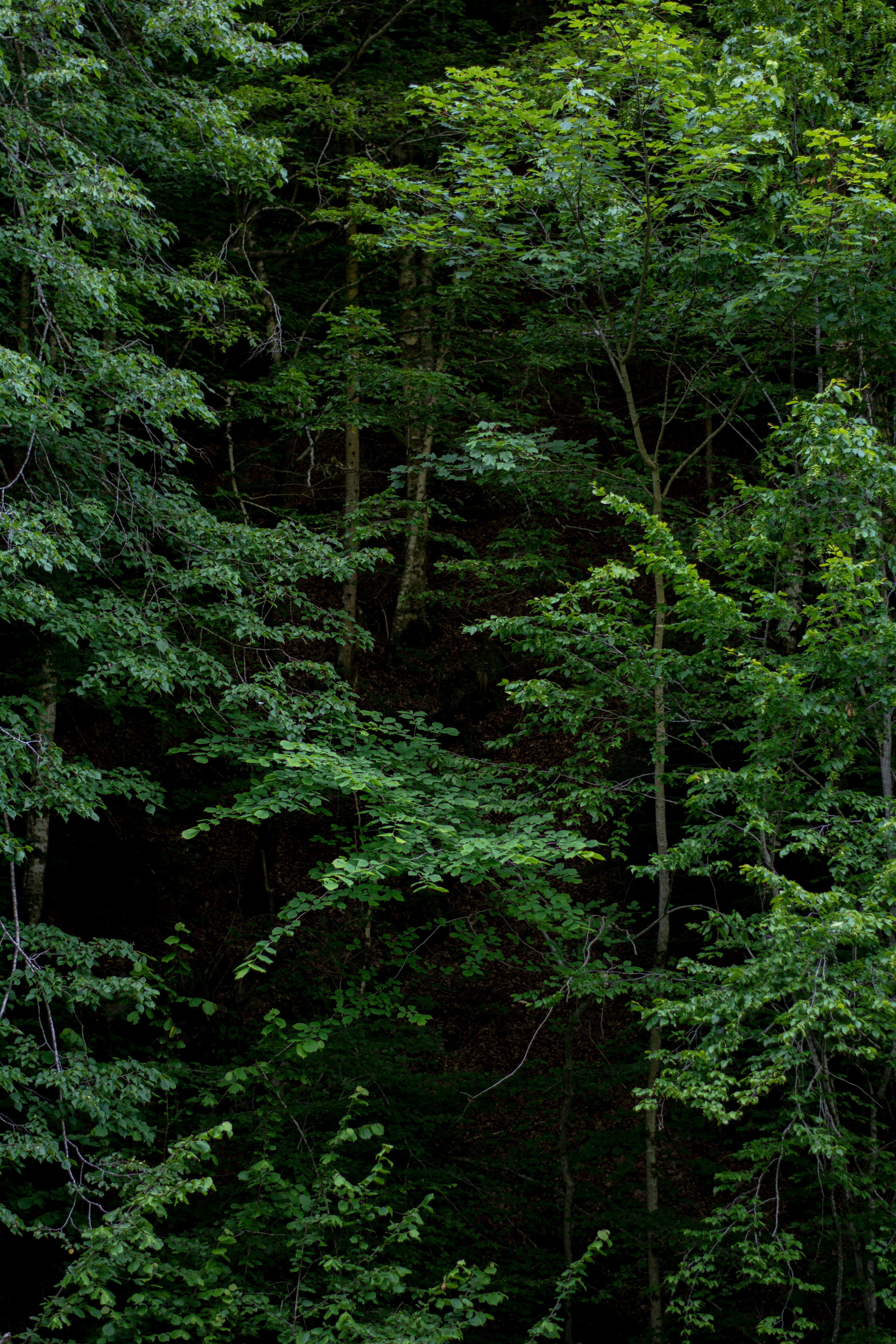 Photo by cerneigabriel