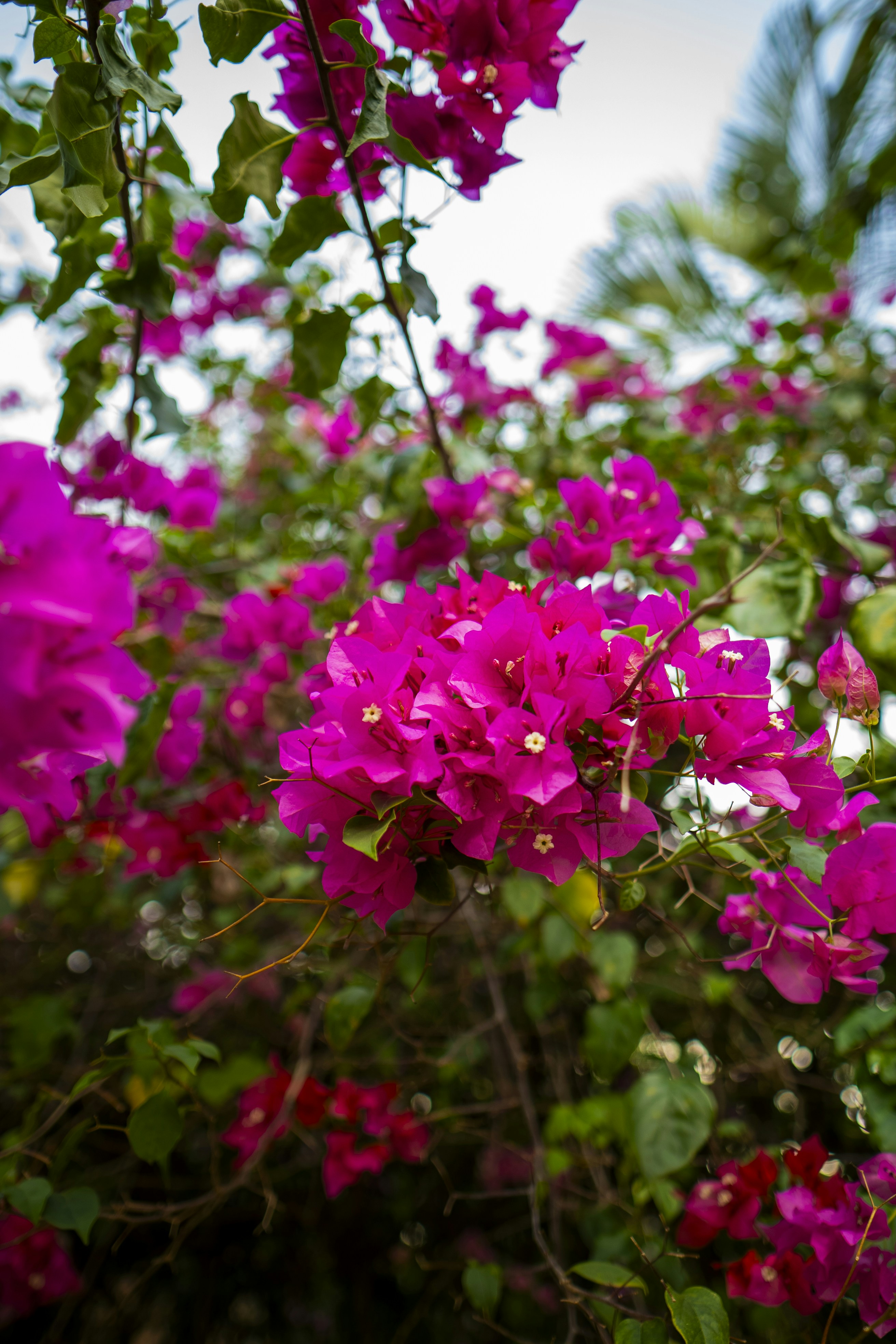 Photo by miguelphoto