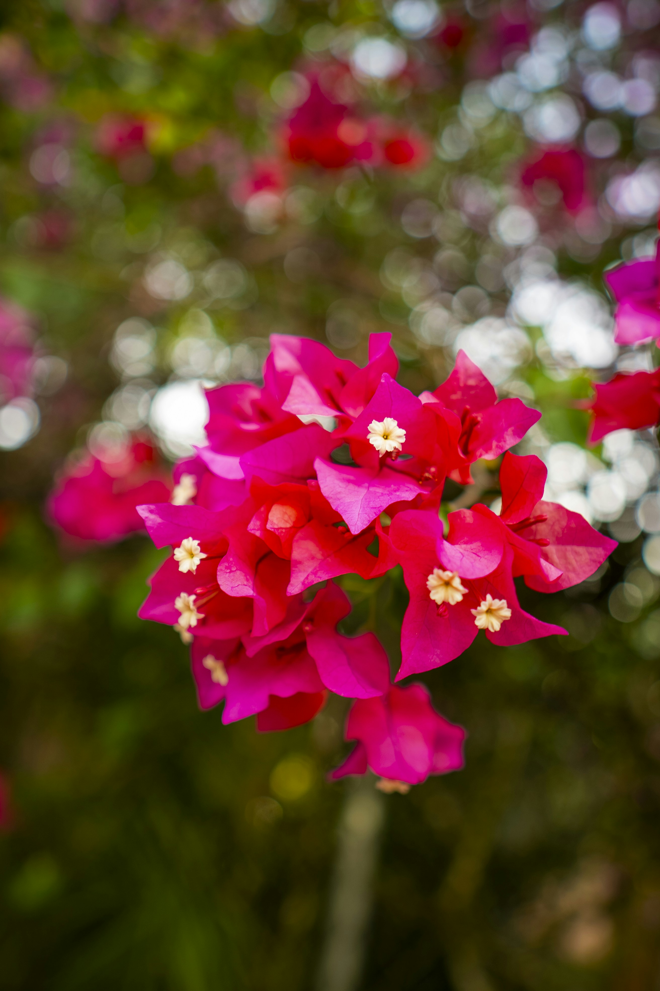 Photo by miguelphoto