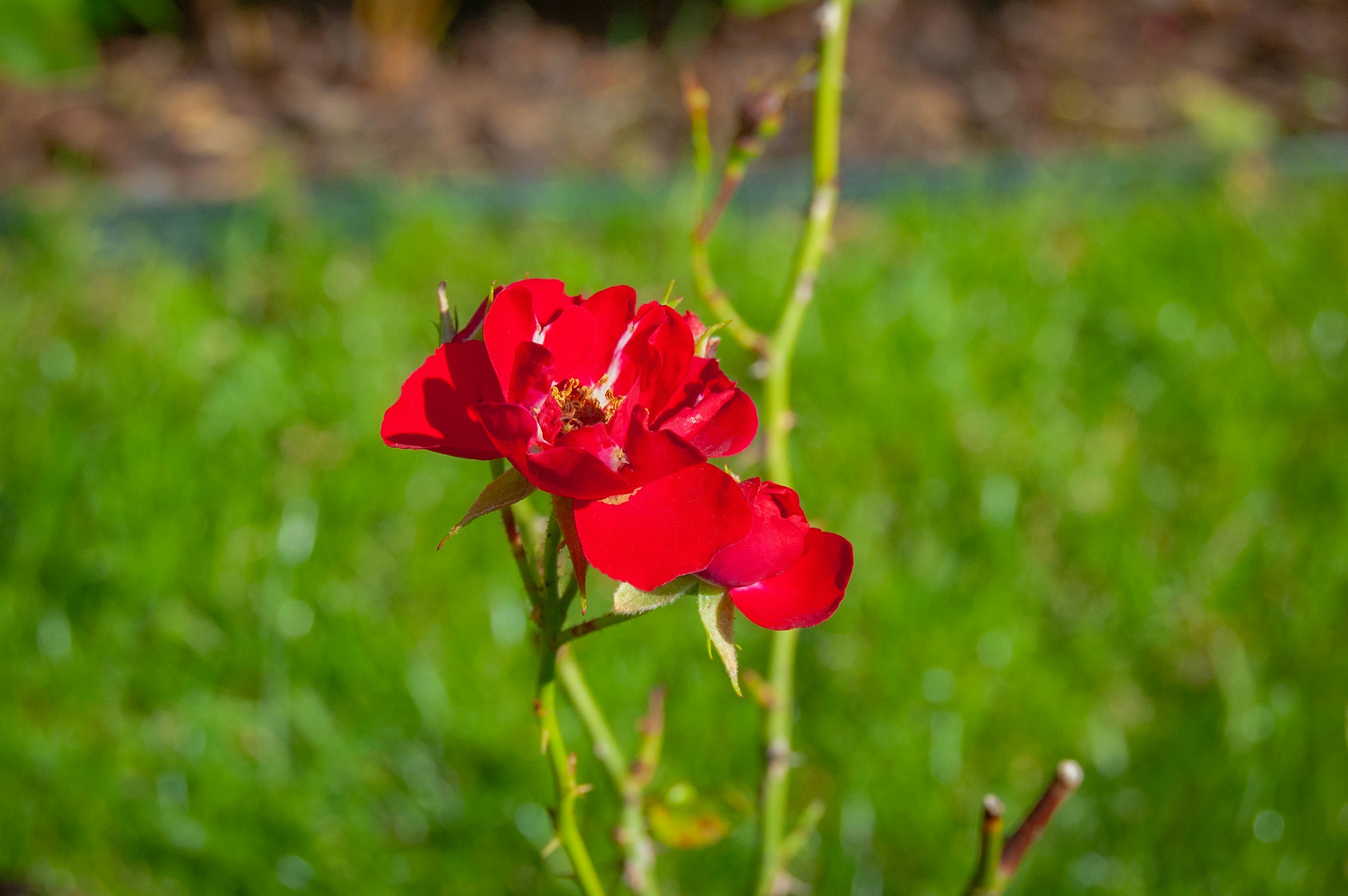 Photo by antoniczerwiec