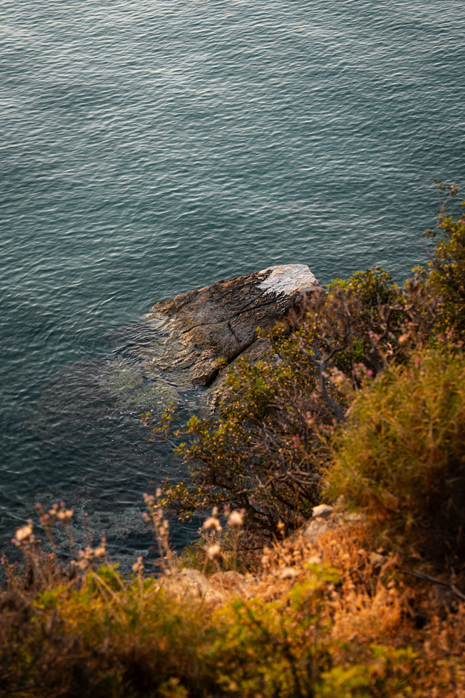 Serene coastal scene with rocky cliff, lush vegetation, and a small white bird perched nearby