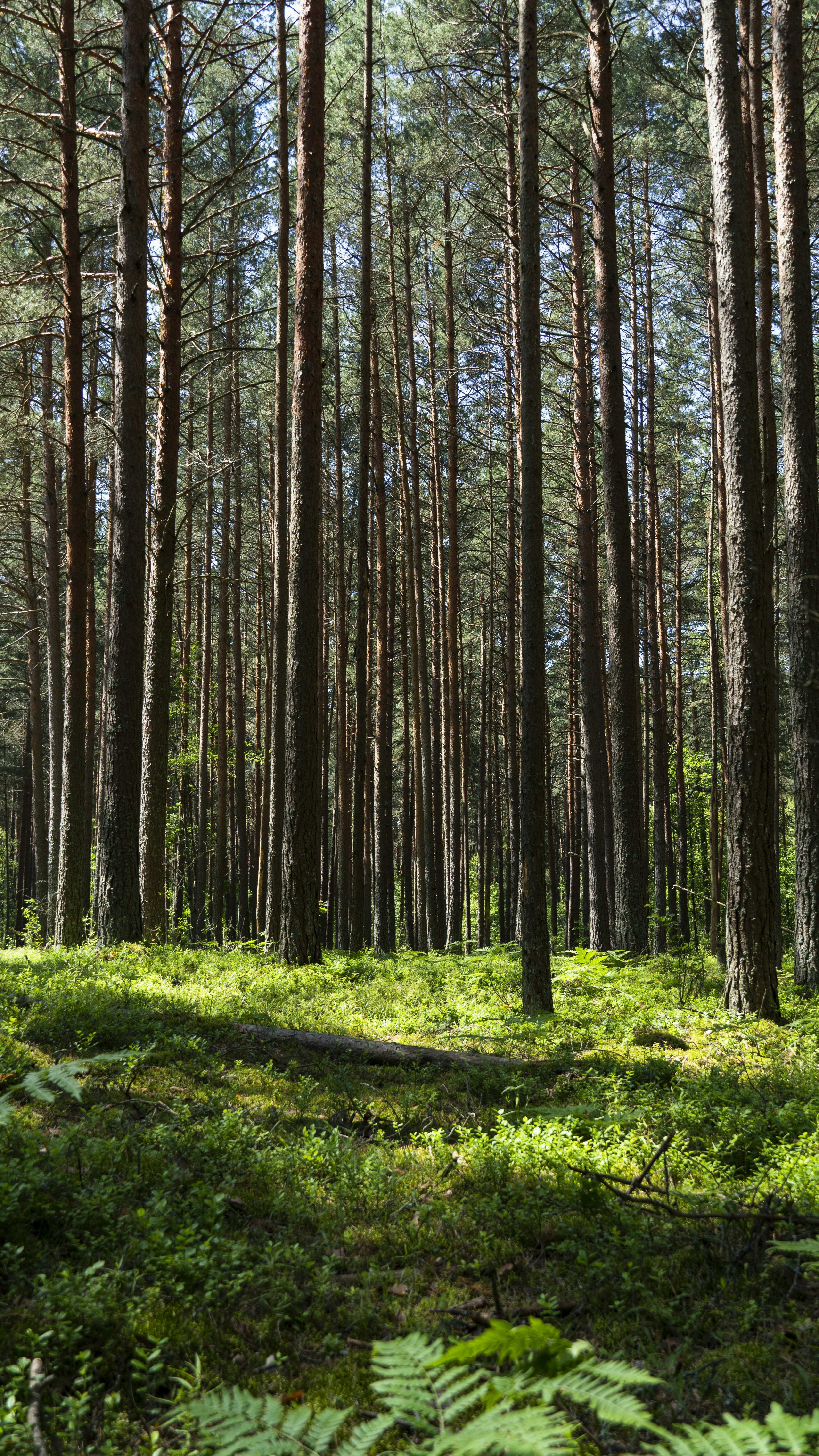 Tall trees create a forest scene with lush green ground. photo – Free  Wallpaper Image on Unsplash, image size:3000x5332