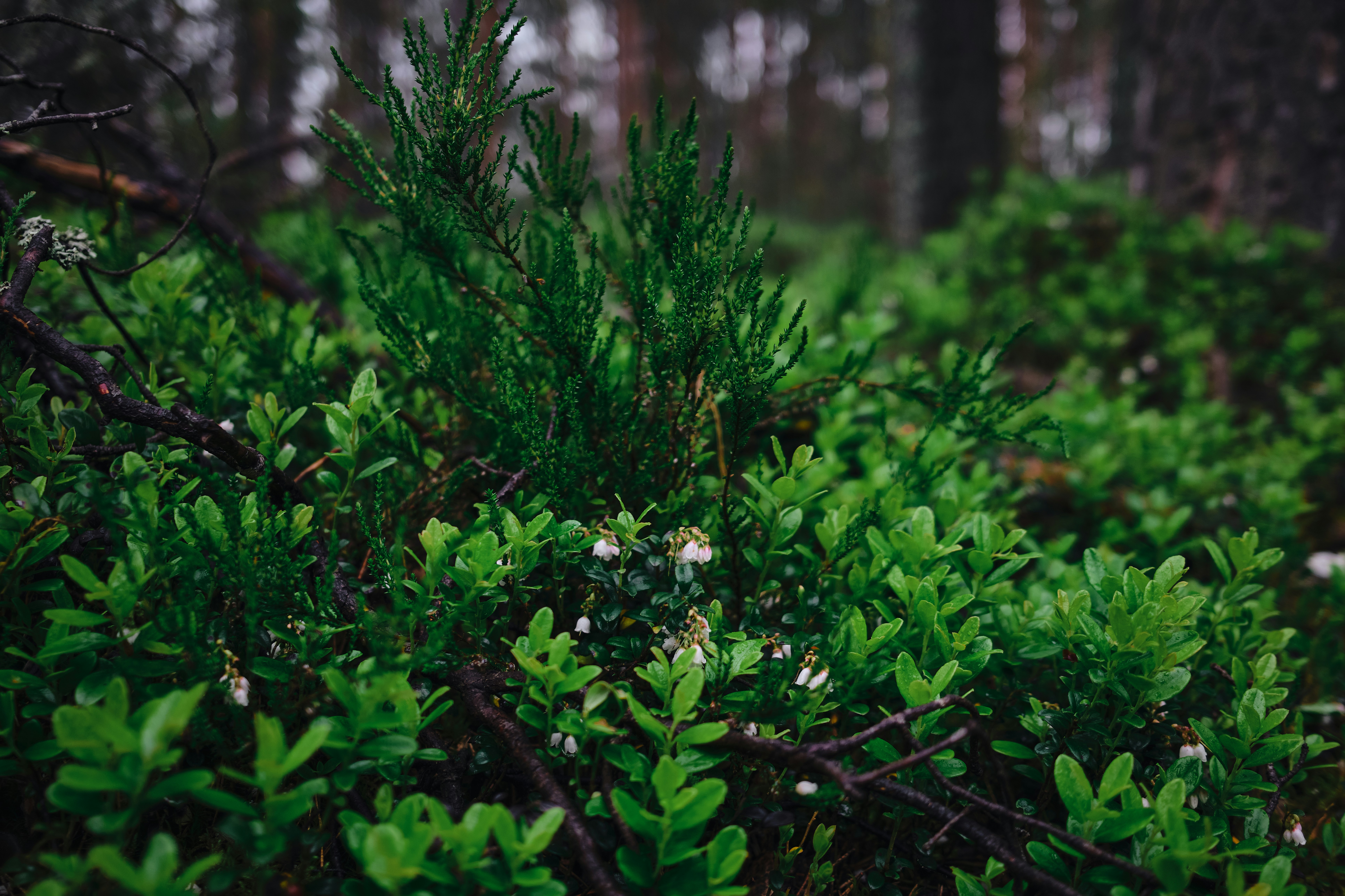 Lush, green vegetation thrives in a dark forest.