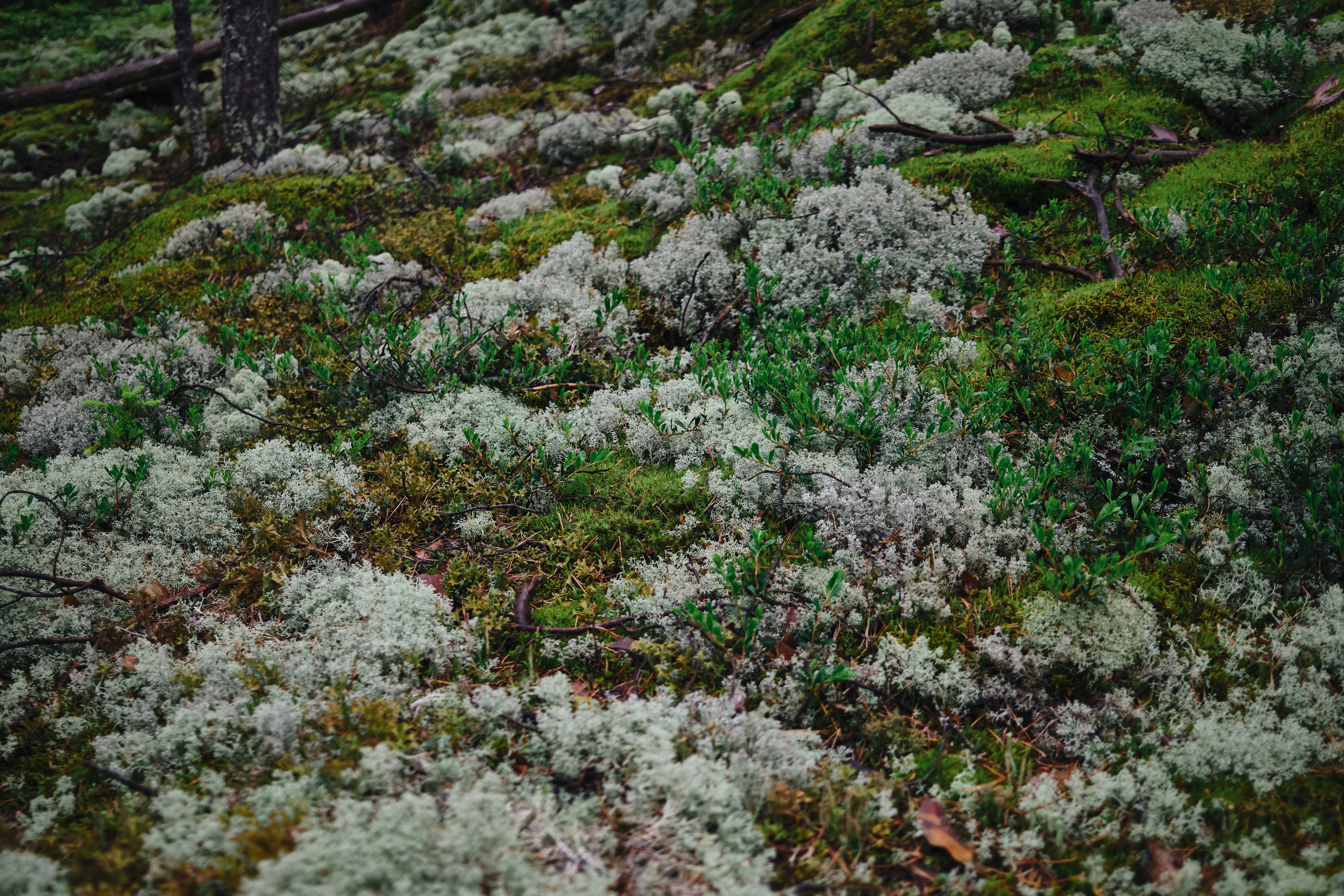 Photo by alekhinsasha