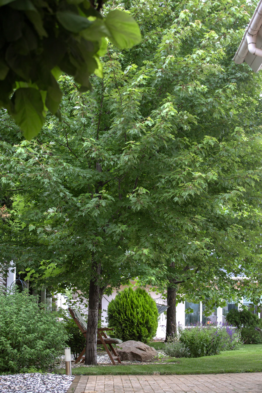 Mature tree, shaped shrub and hardscaped path in a landscaped yard