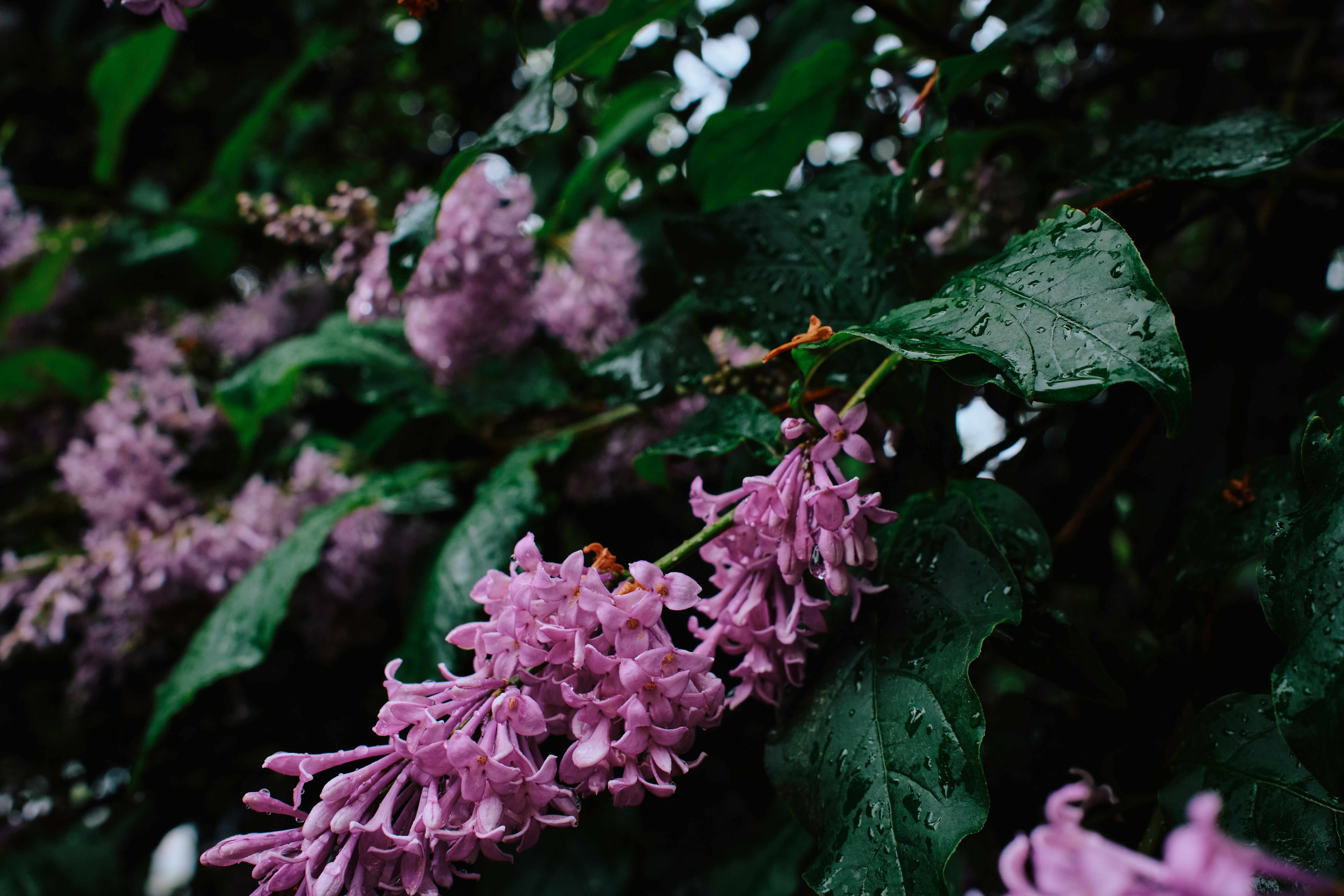 Purple lilac flowers bloom in the garden.
