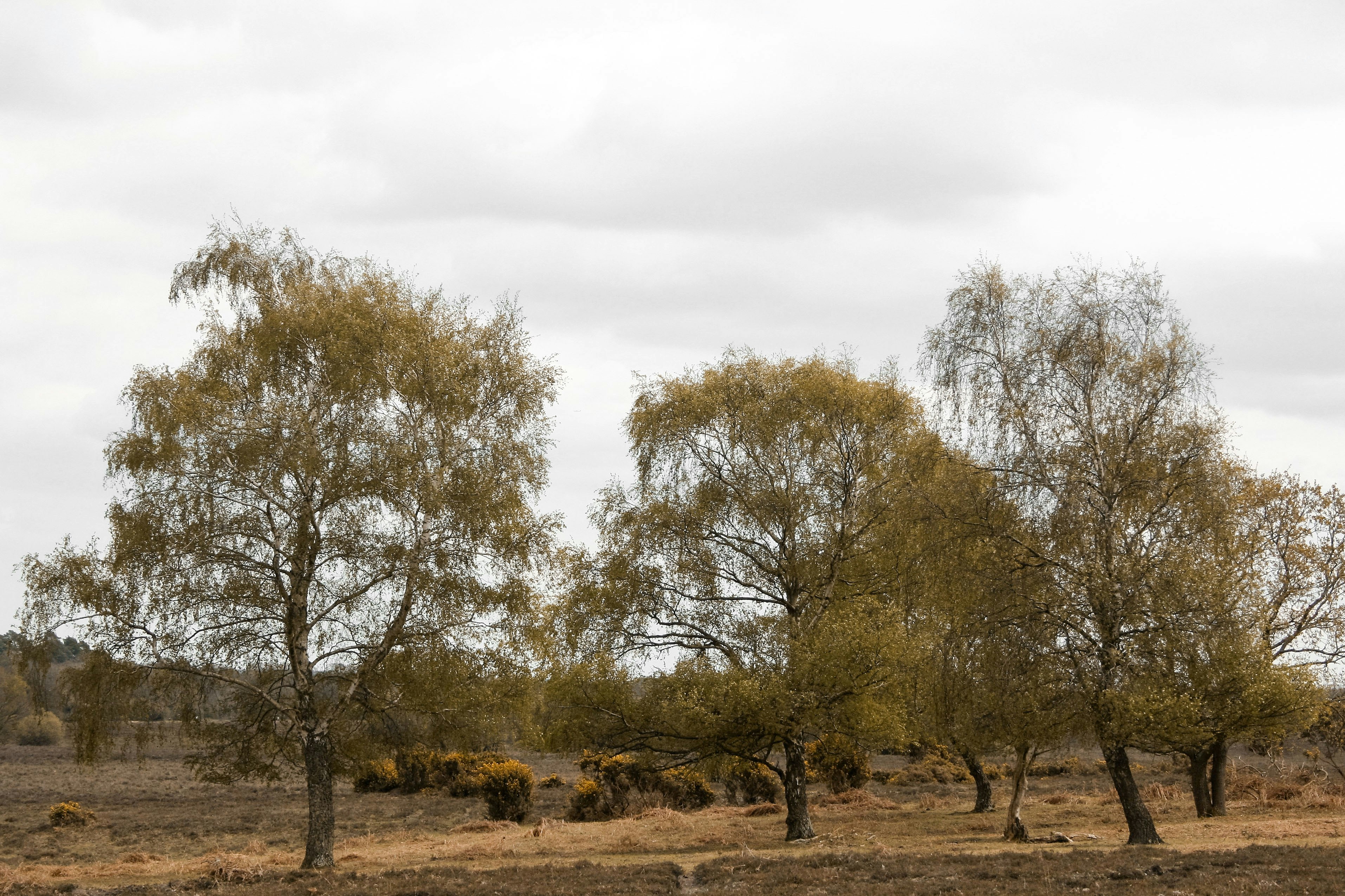 Photo by emmaedonroy