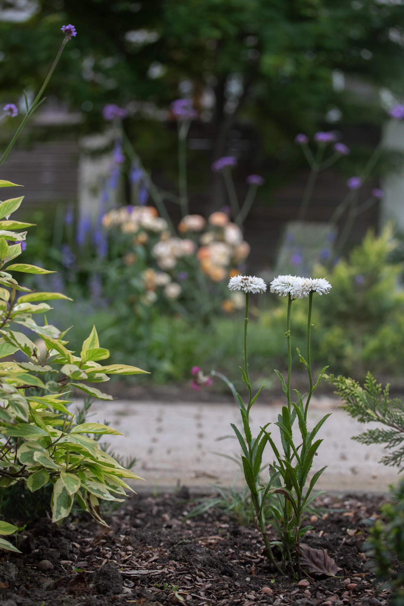 Native perennial border in full summer bloom — planting design in Manhasset, NY