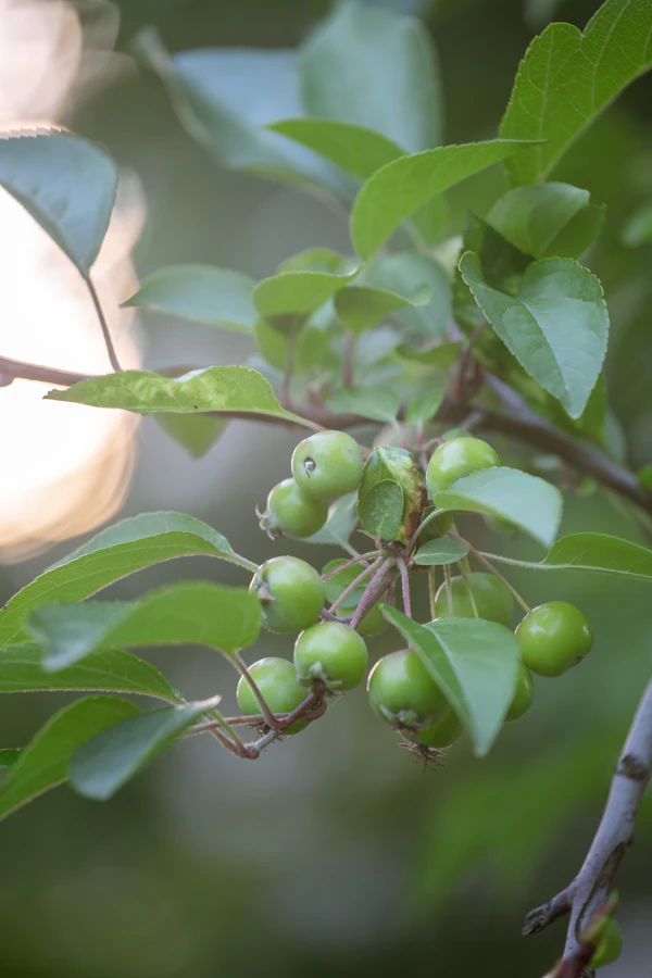 Young green fruitlets forming on an apple tree branch