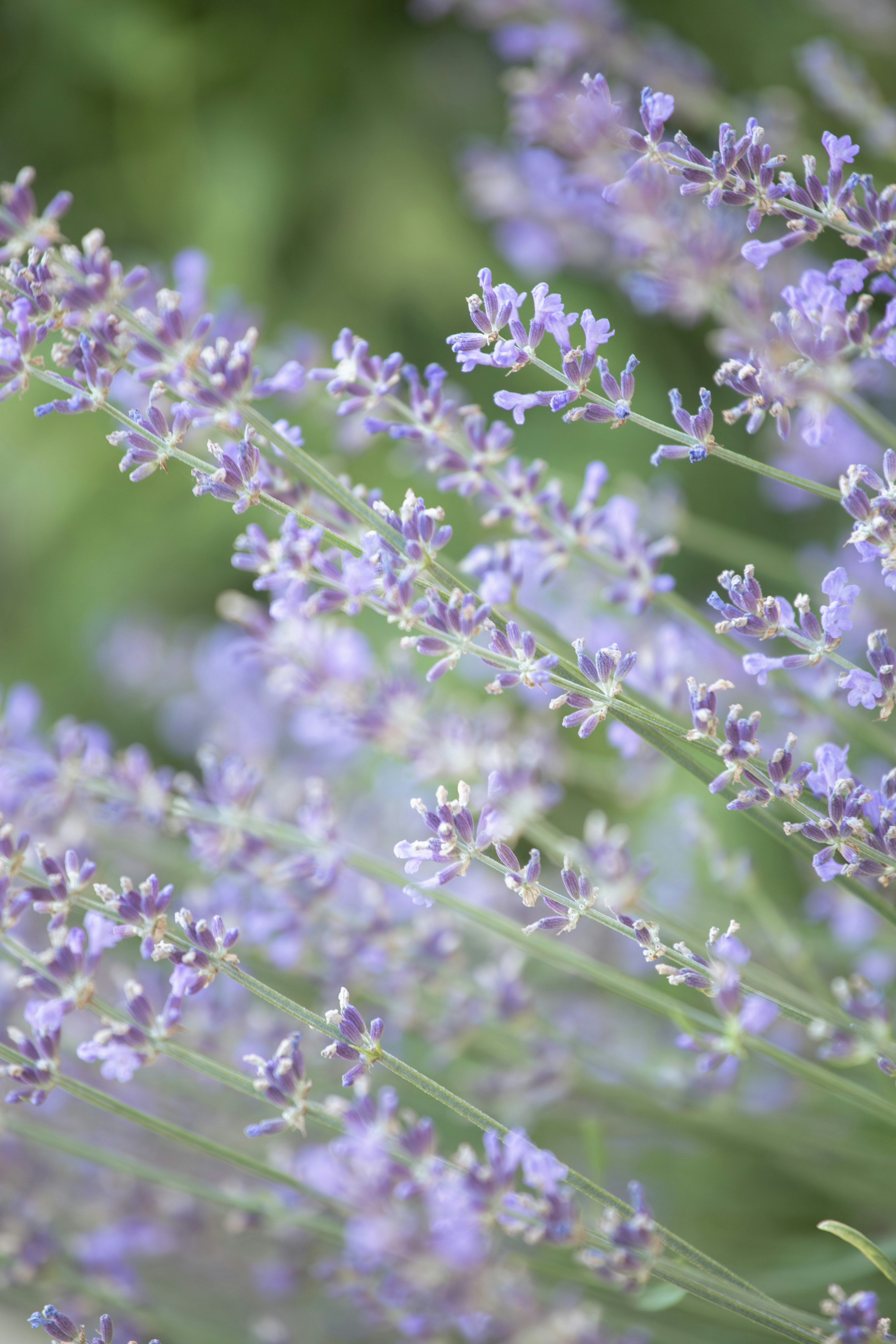 Beautiful lavender flowers in full bloom. photo – Free Lavender Image on  Unsplash, image size:3000x4500