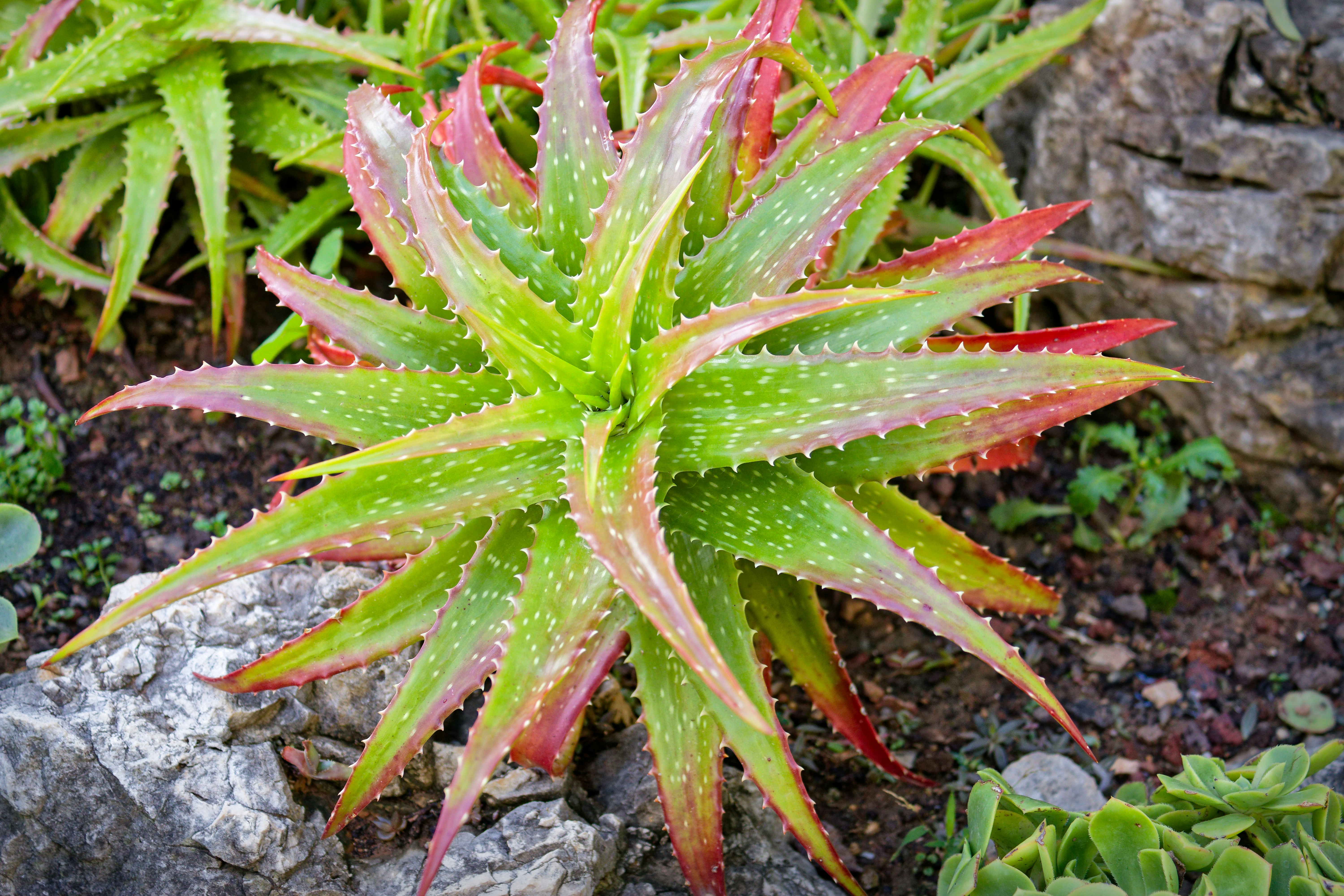 superbum succulent Quetzalcoatlia 'Pentandra Superba' Variegated 2