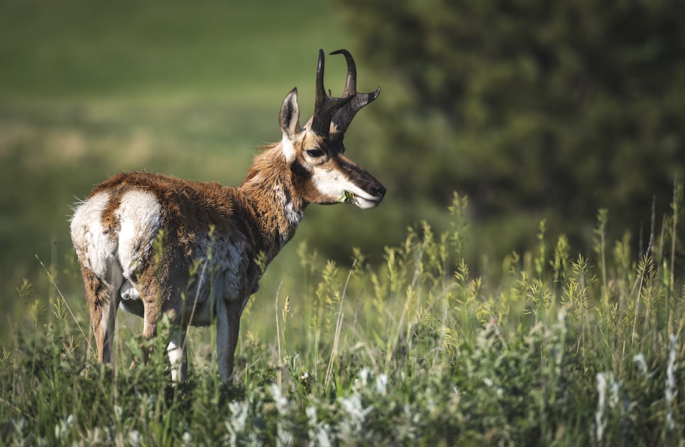 Pronghorn antelope buck on the open Wyoming plains in morning light during hunting season