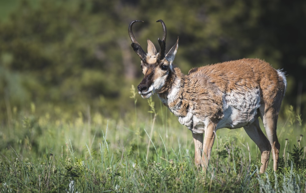 Pronghorn antelope buck on Wyoming prairie during hunting season