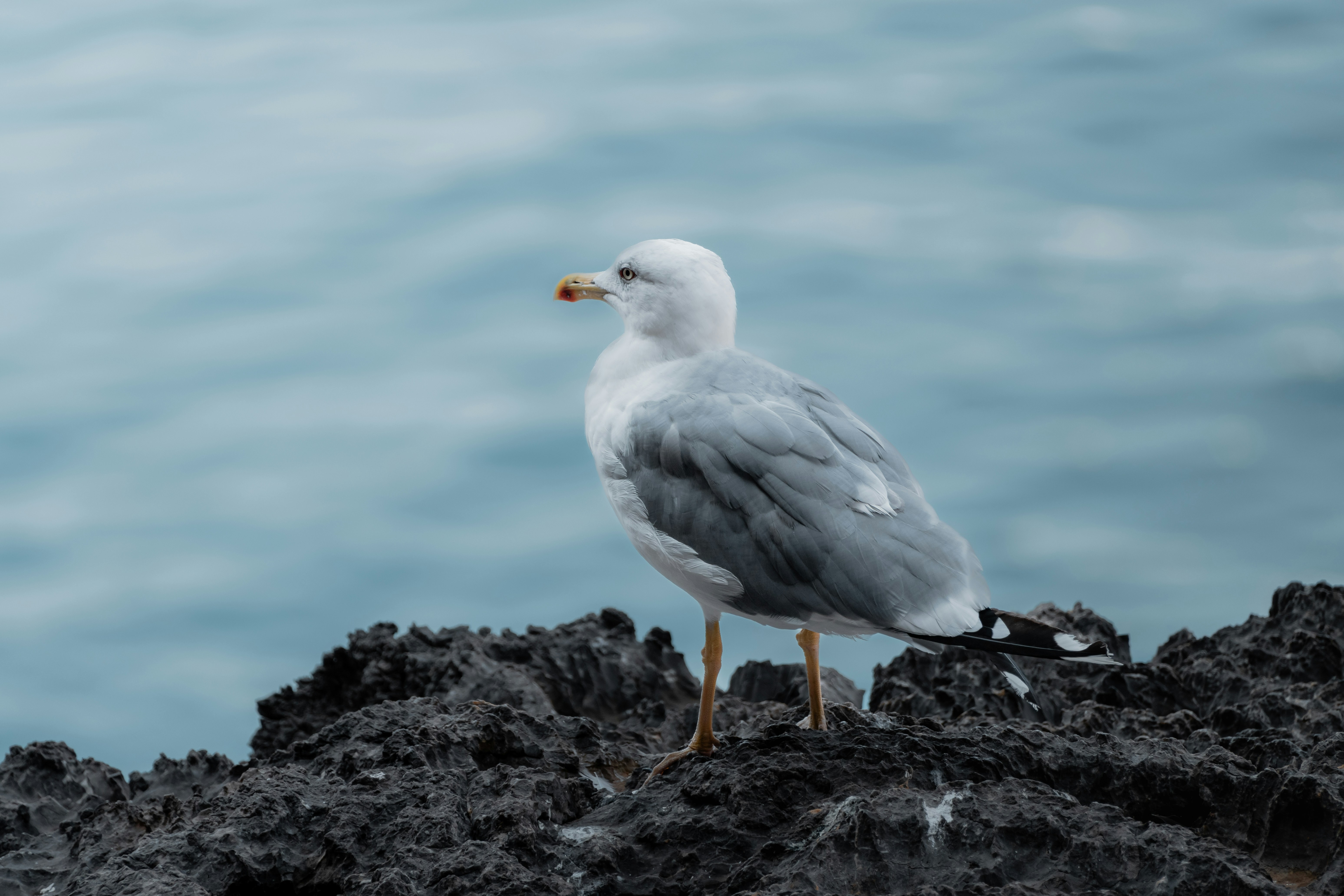 Une mouette est perchée sur un sol rocheux au bord de la mer.