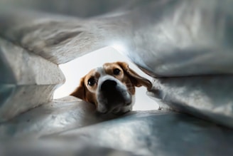A beagle peers out from inside a bag.