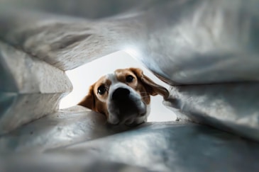 A beagle peers out from inside a bag.