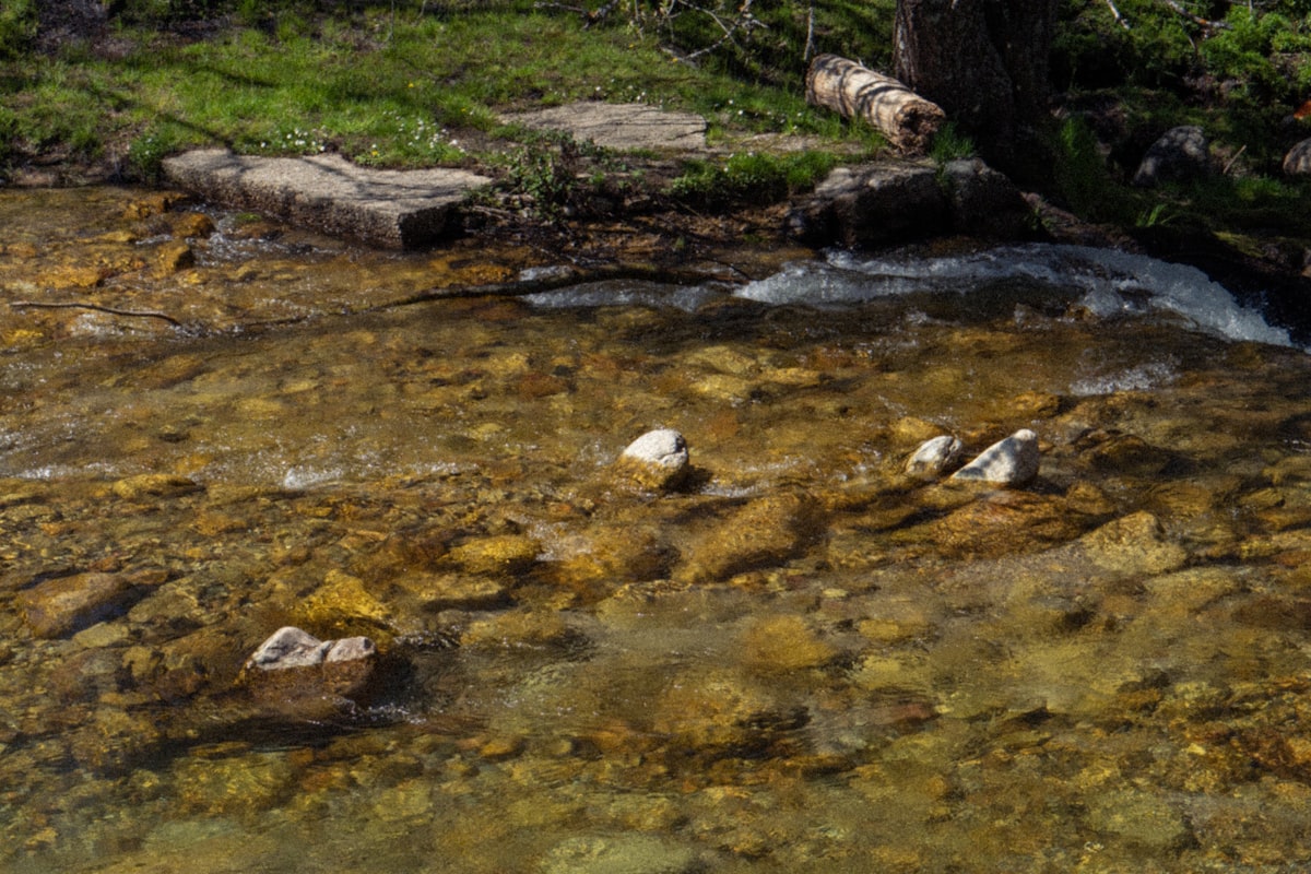 Crystal-clear shallow water running over an amber rocky creek bed beside a grassy bank — move upstream, cast short, keep your shadow off water this thin