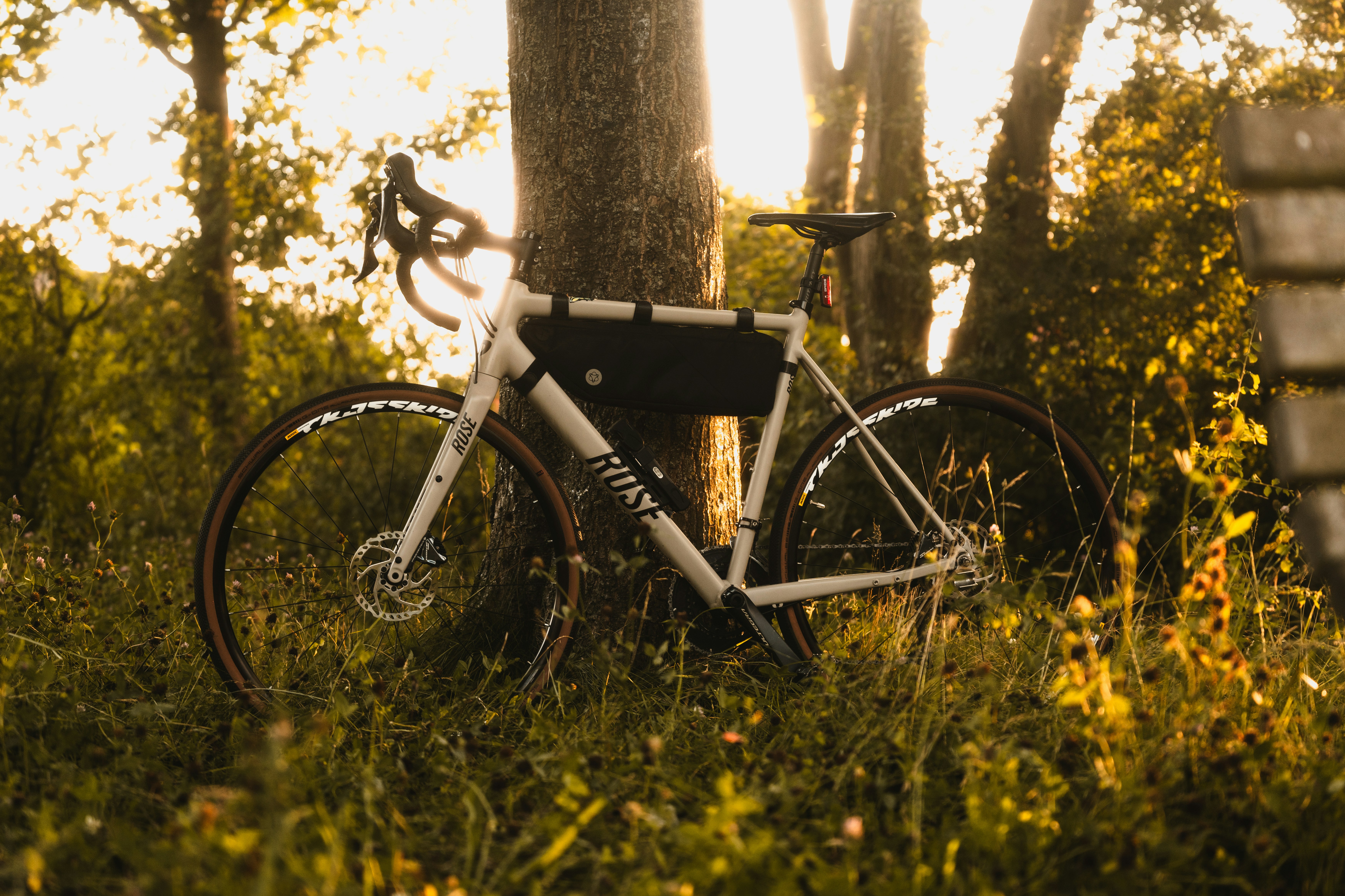 A bike rests against a tree in nature.