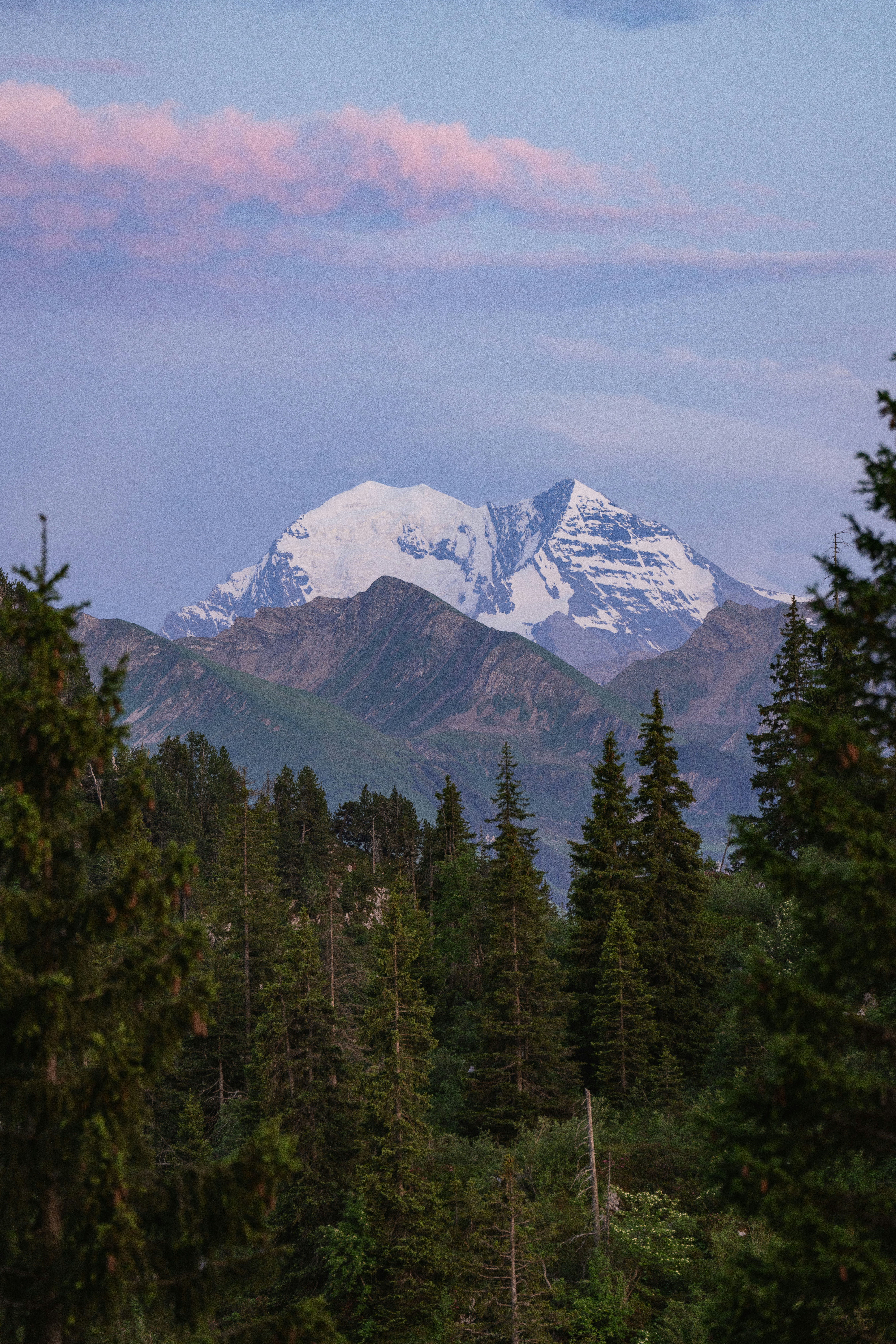 Snow-capped mountains loom over a forest landscape.