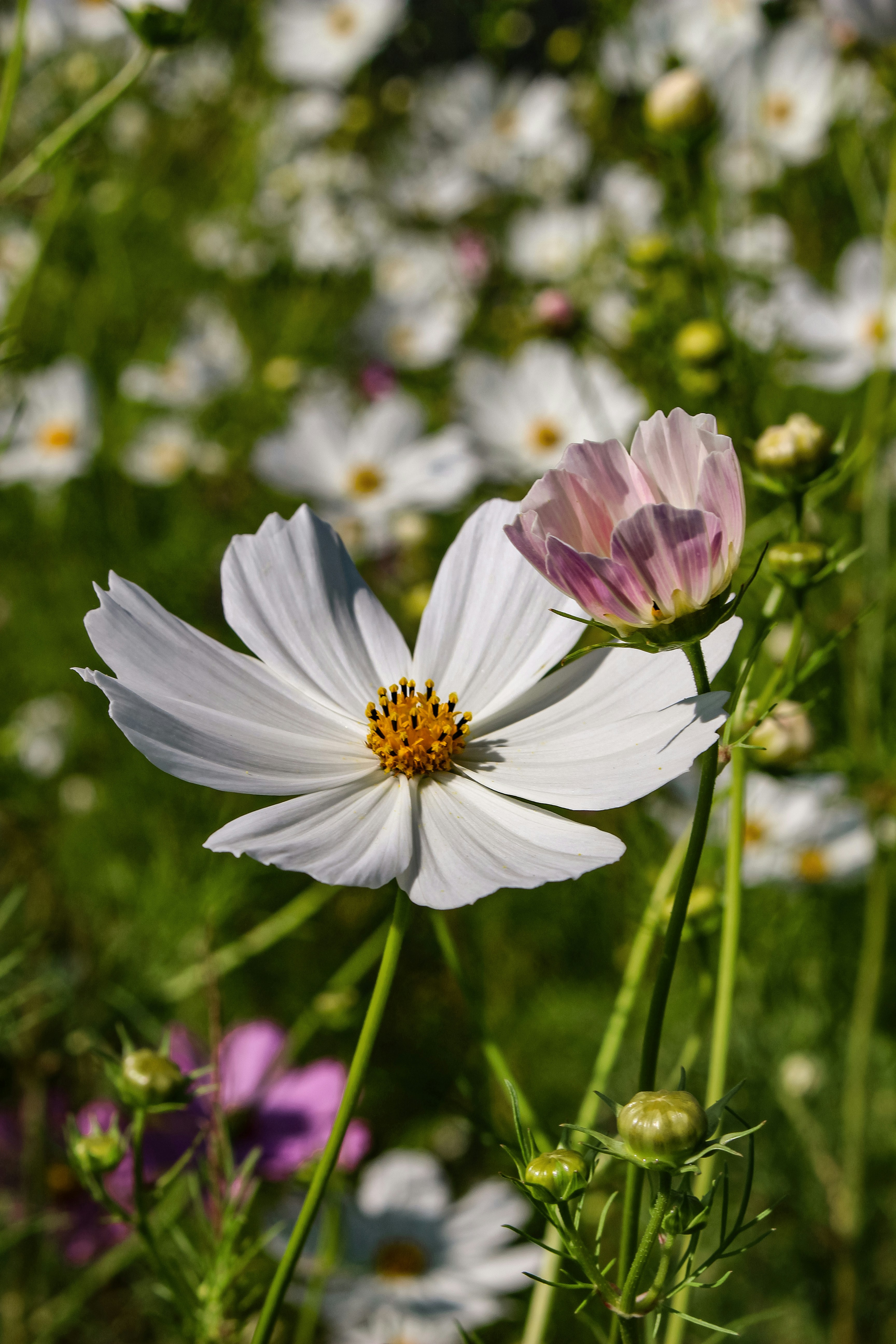 Photo by proudlyswazi_free