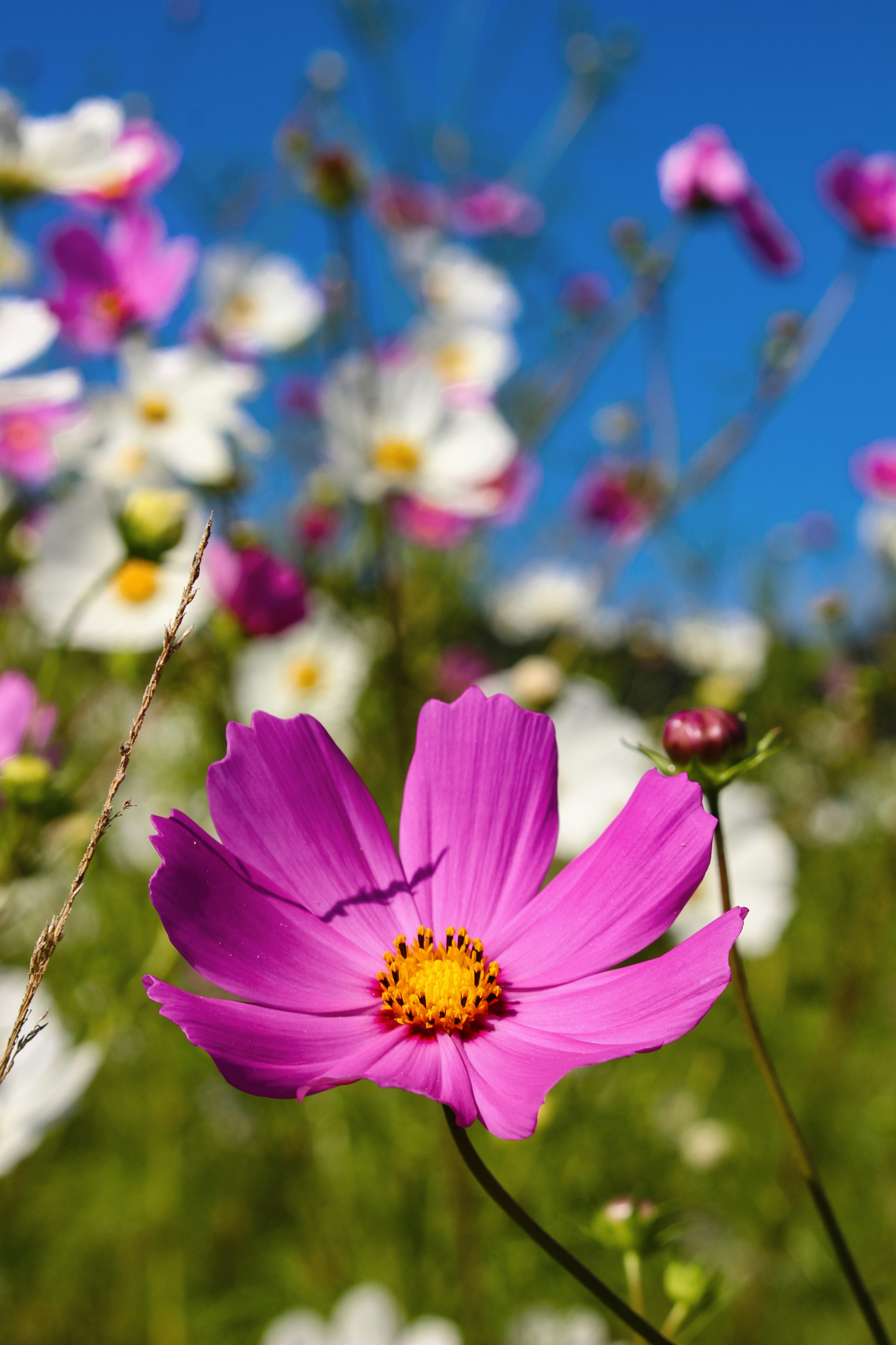 Photo by proudlyswazi_free